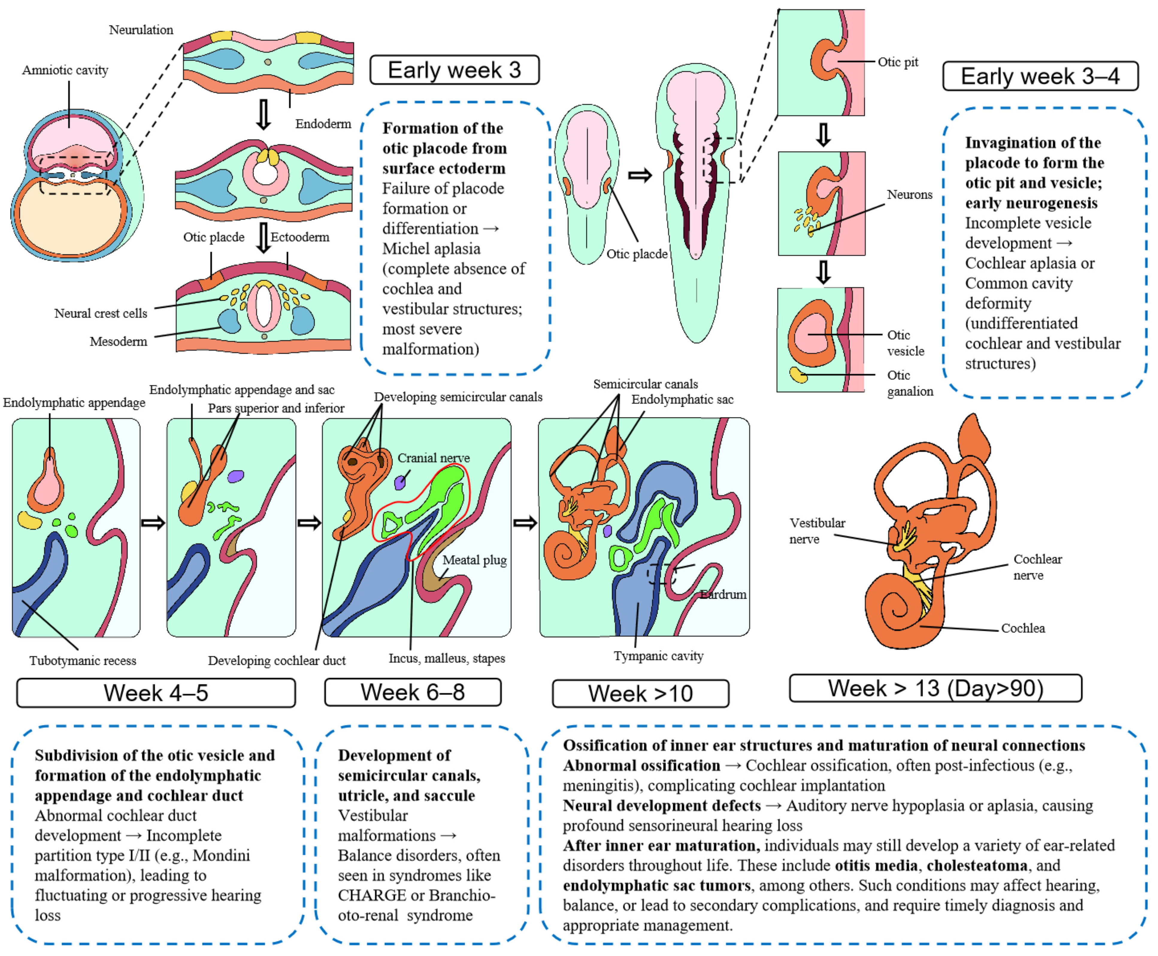 Curroncol 32 00633 g001