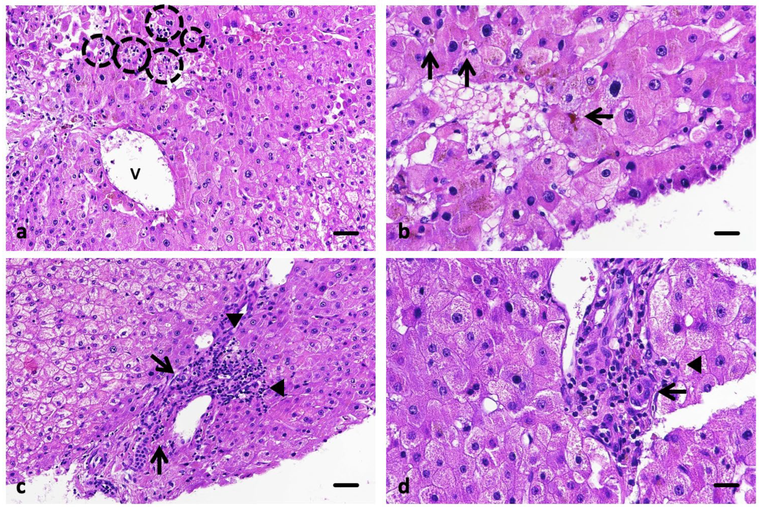 Curroncol 32 00663 g002