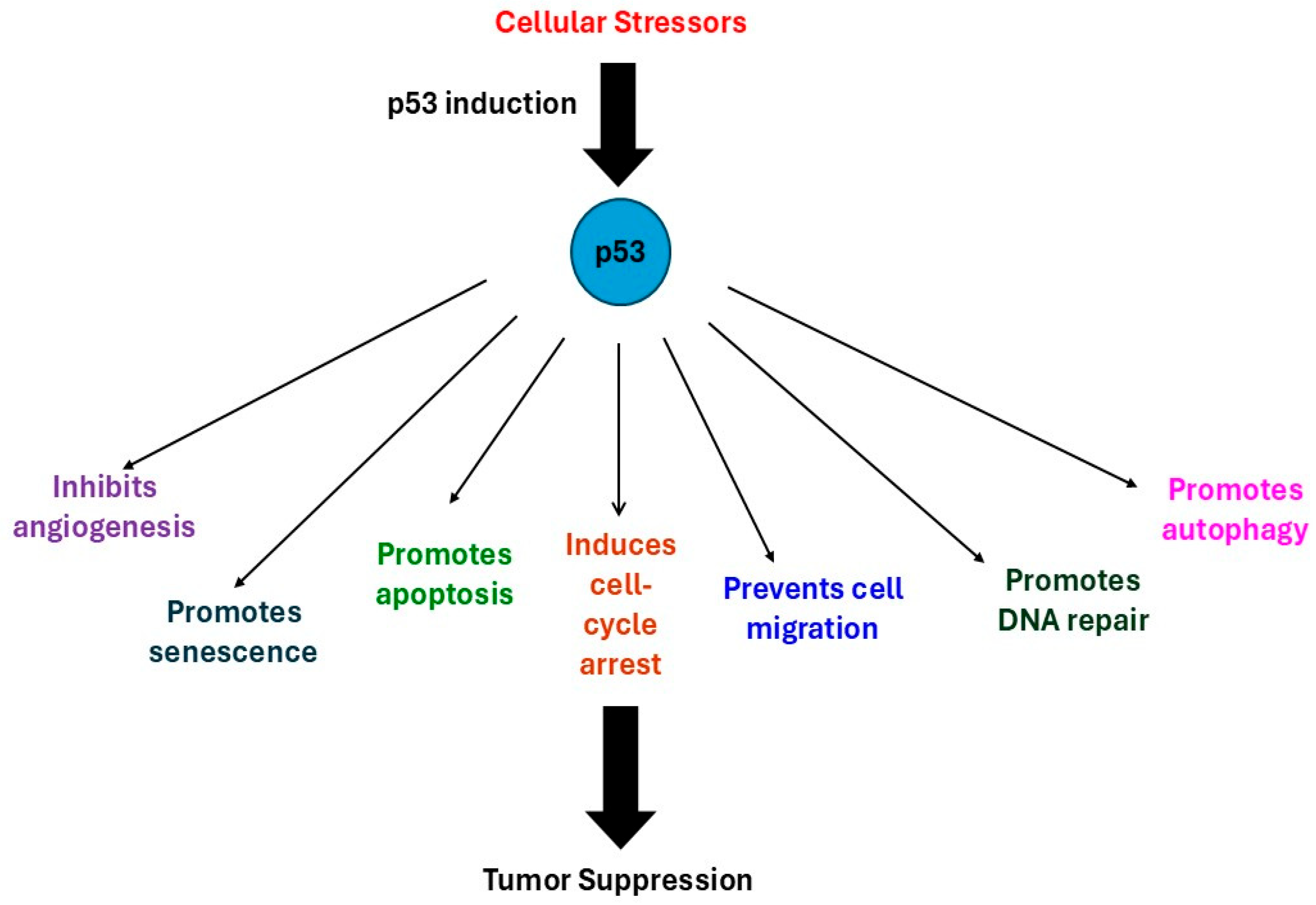 Curroncol 32 00684 g001 Curroncol 32 00684 g001