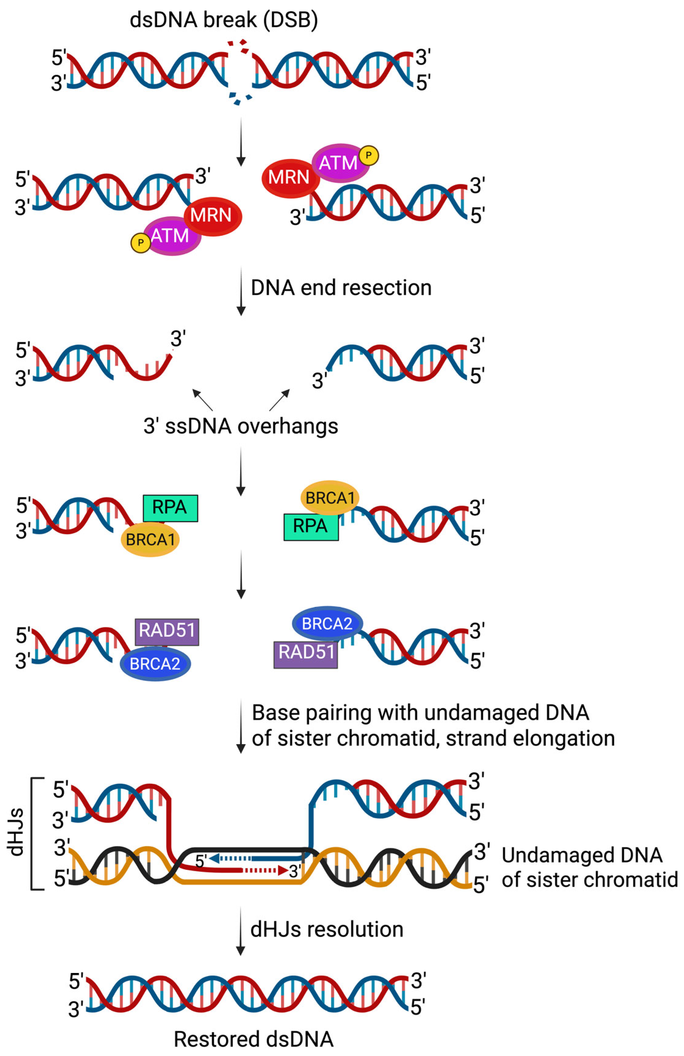 Curroncol 32 00692 g002 Curroncol 32 00692 g002