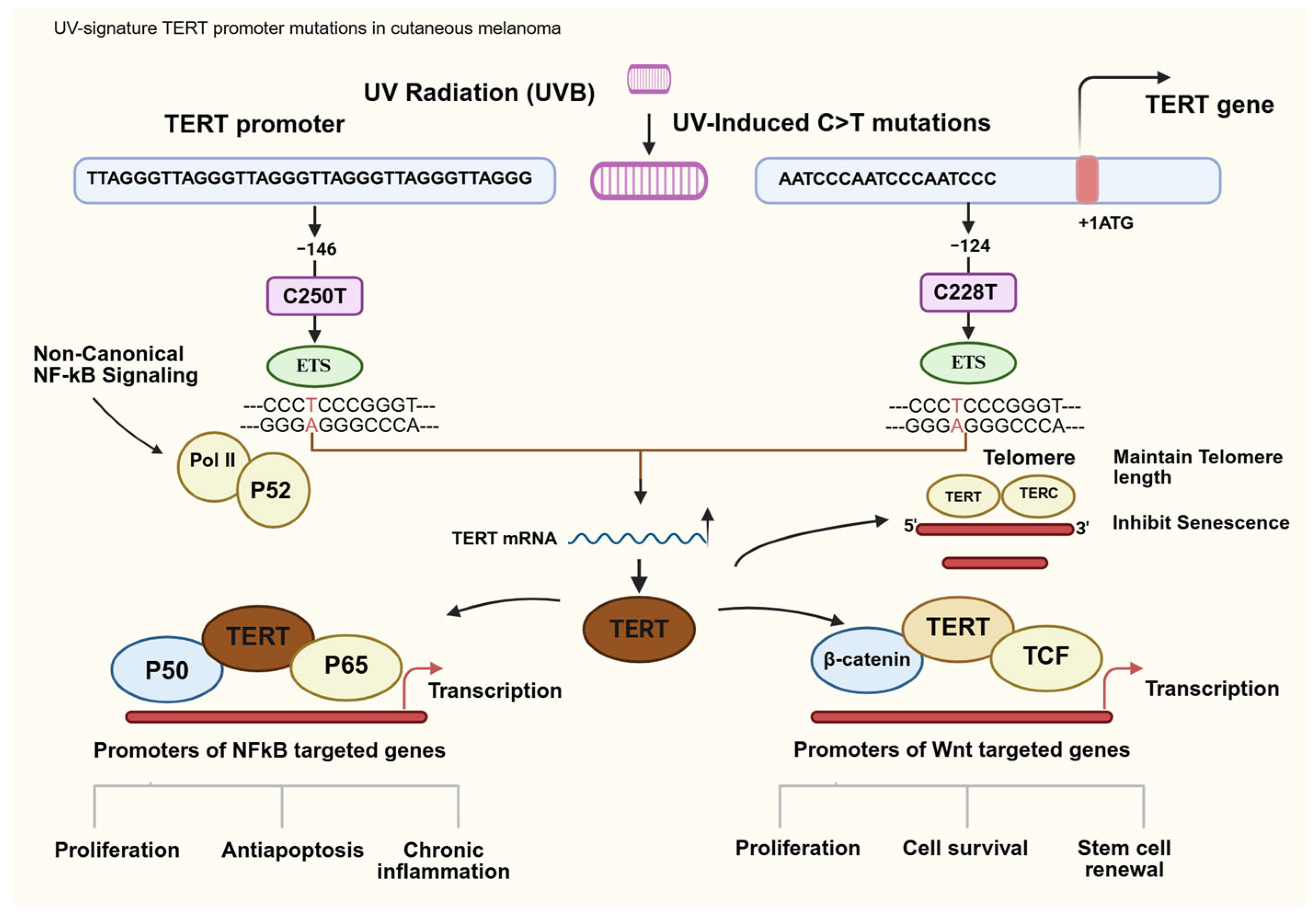 Curroncol 33 00074 g002