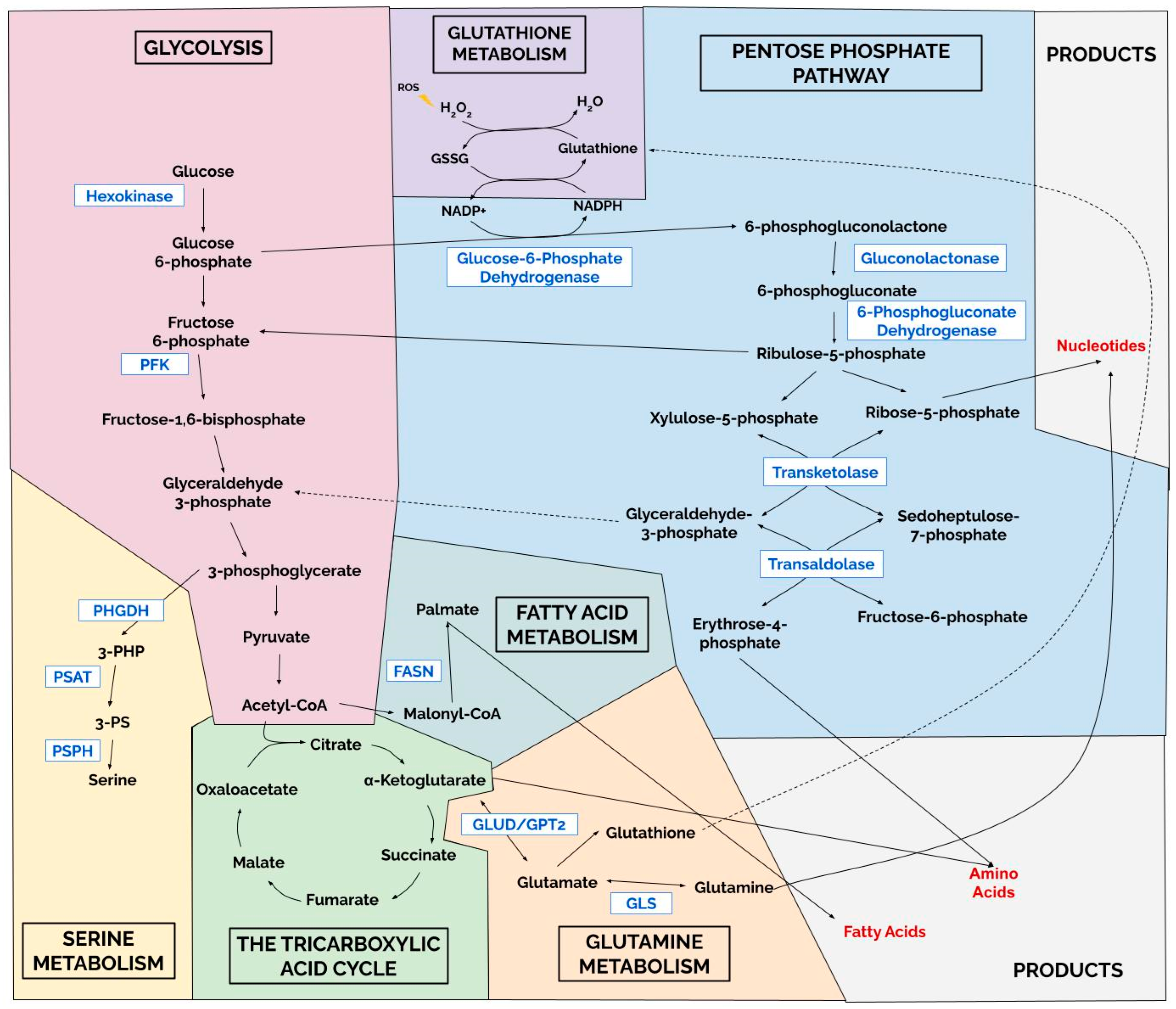 Metabolic Vulnerabilities as a Therapeutic Target in Breast Cancer