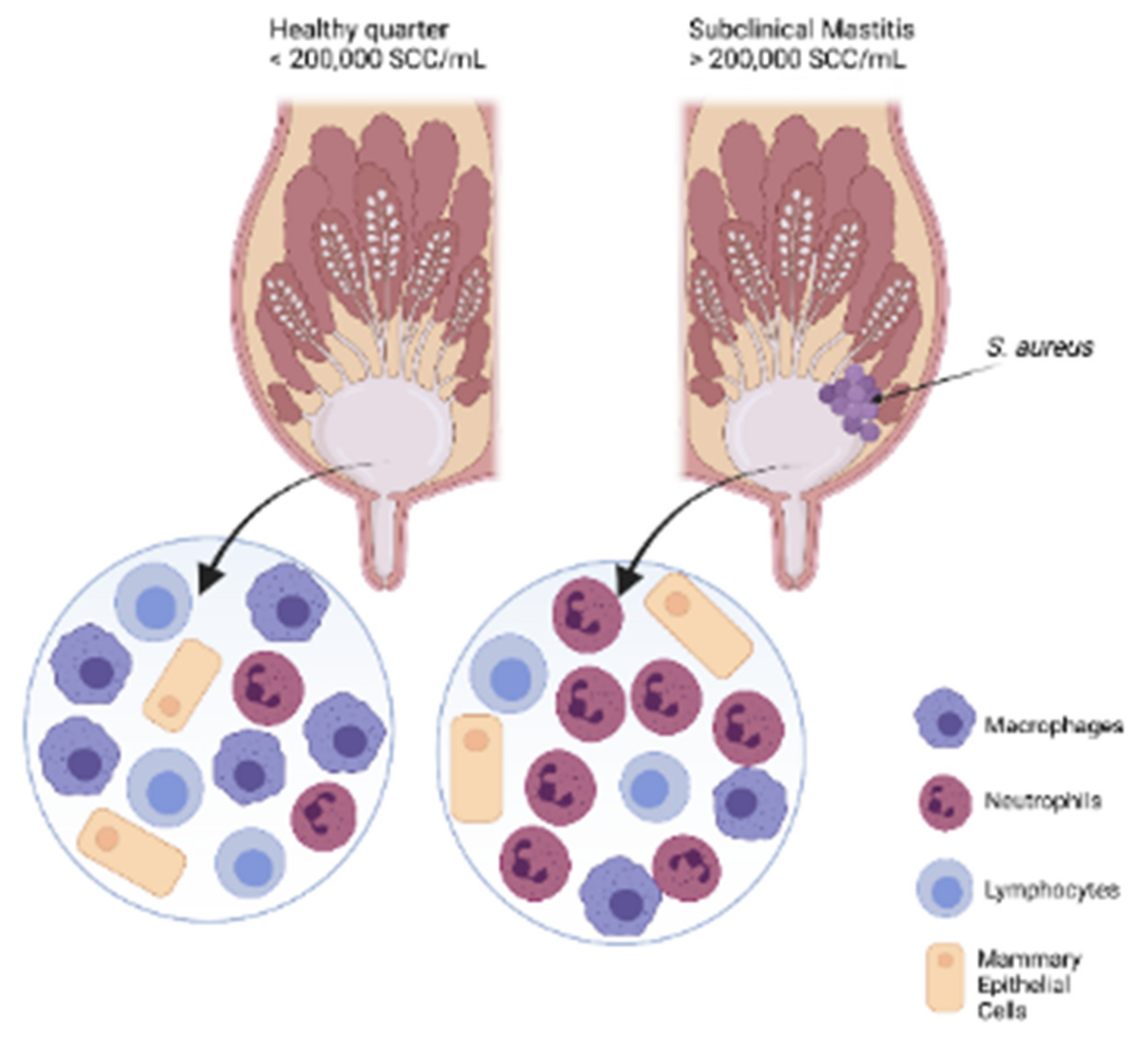 Dairy 03 00050 g002 Dairy 03 00050 g002