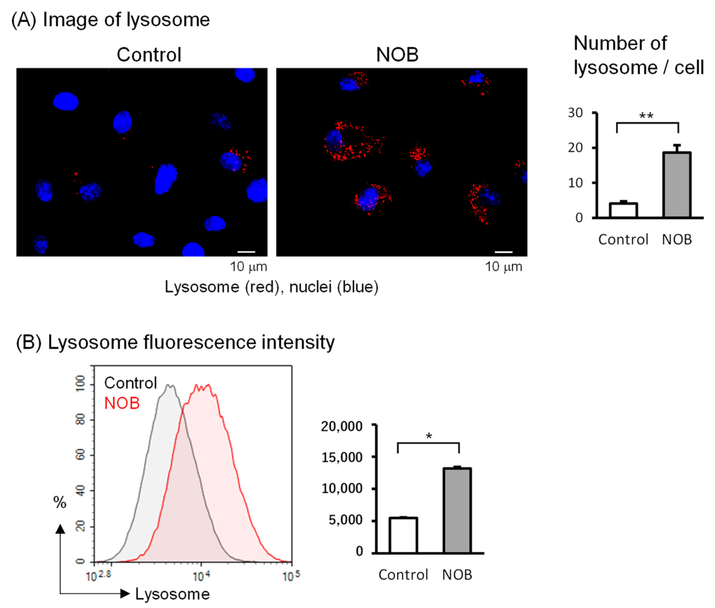 Nobiletin Regulates Lysosome Function in Bovine Endometrial