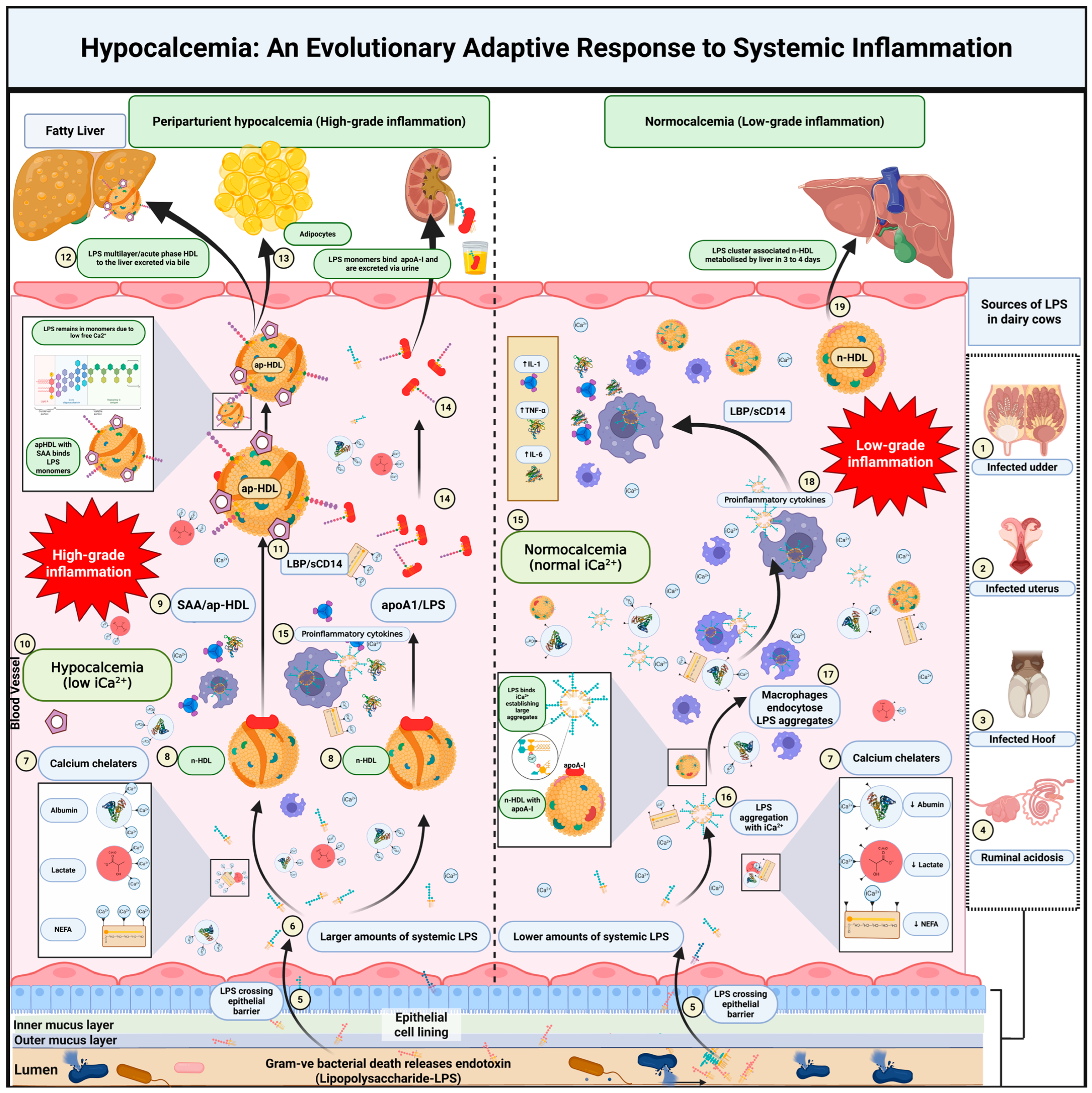 Dairy 06 00022 g002 Dairy 06 00022 g002