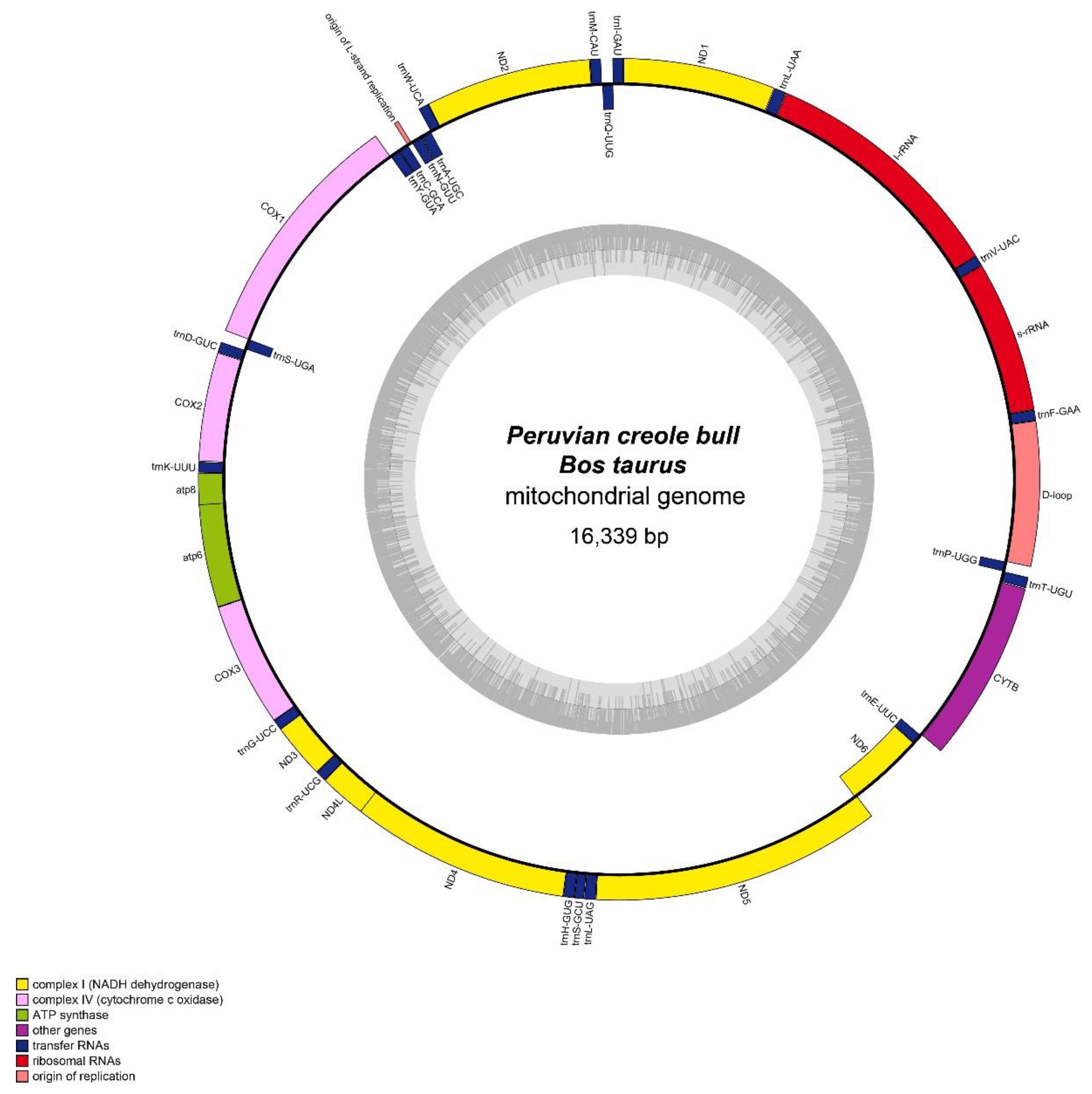 Data | Free Full-Text | The Complete Mitochondrial Genome of a 