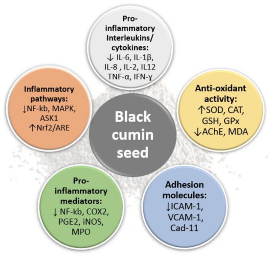 DDC Free FullText Black Cumin Seed (Nigella sativa) in