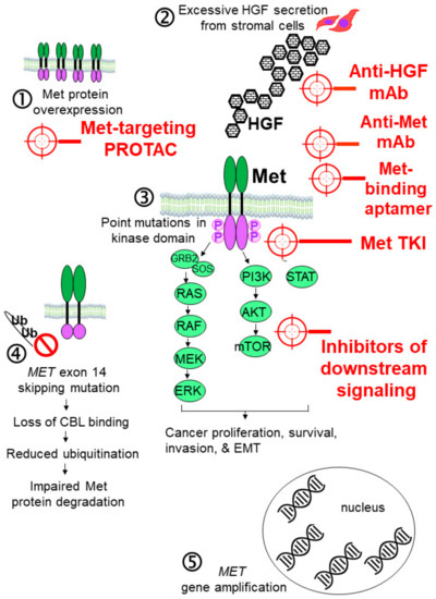 MET Targeting Anticancer Drugs De Novo Design and Identification by Drug Repurposing