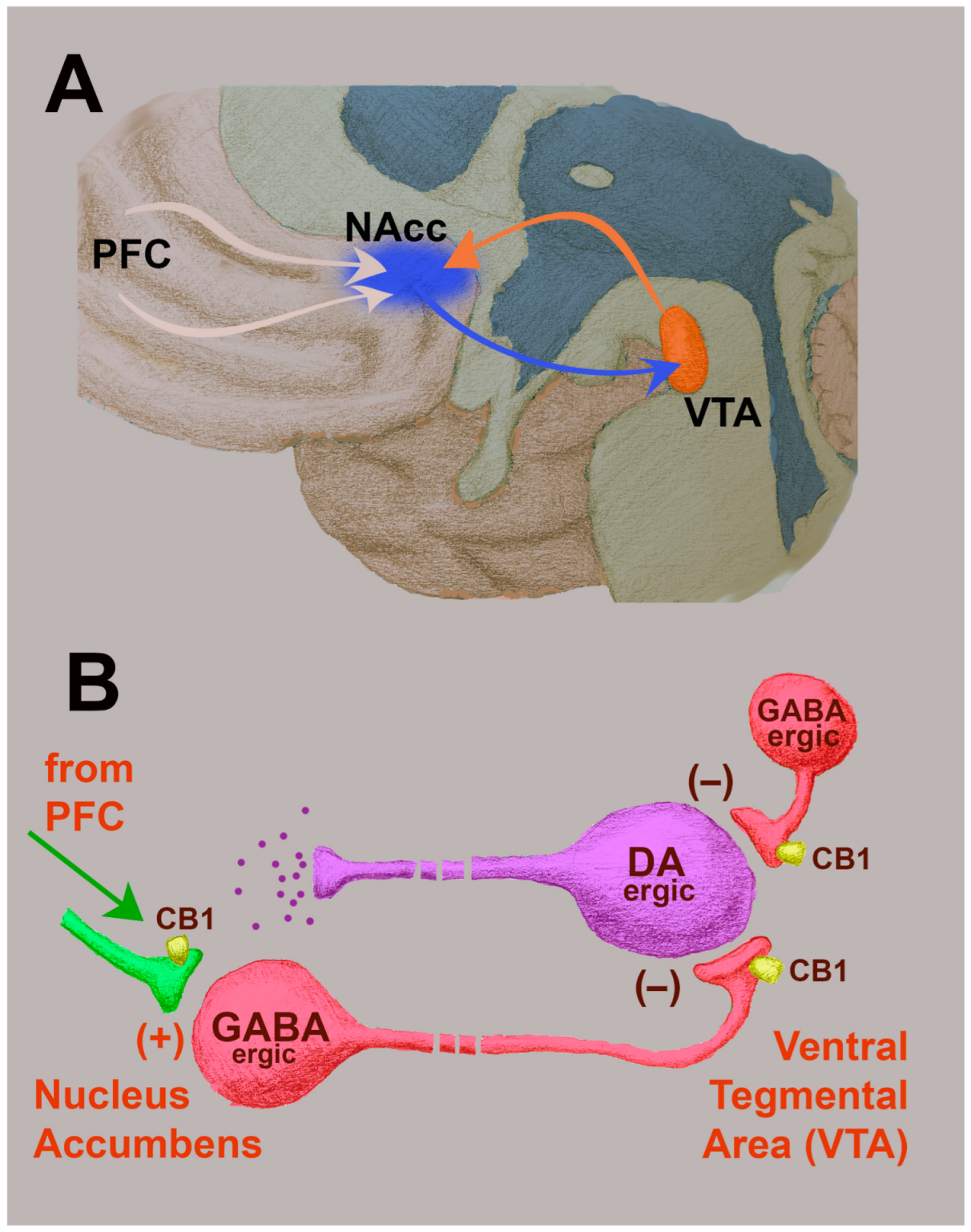 Ddc 02 00035 g004 Ddc 02 00035 g004