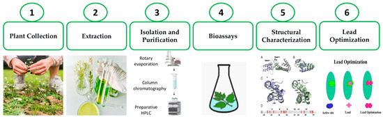 Plant-Derived Natural Products: A Source for Drug Discovery and Development