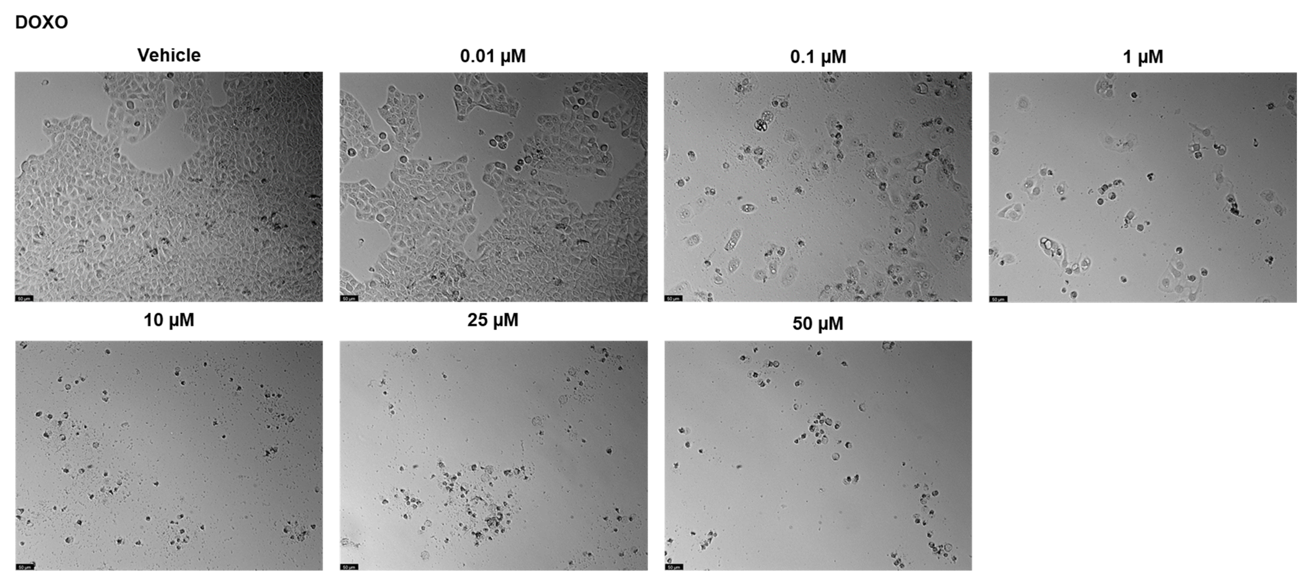 Ddc 03 00027 g006 Ddc 03 00027 g006