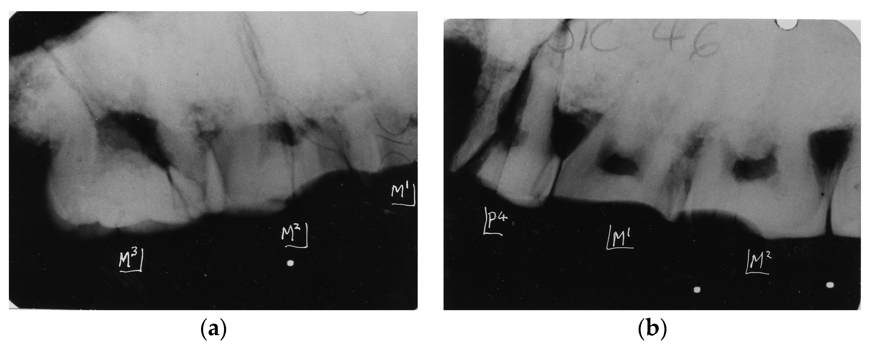Dentistry 05 00019 g007