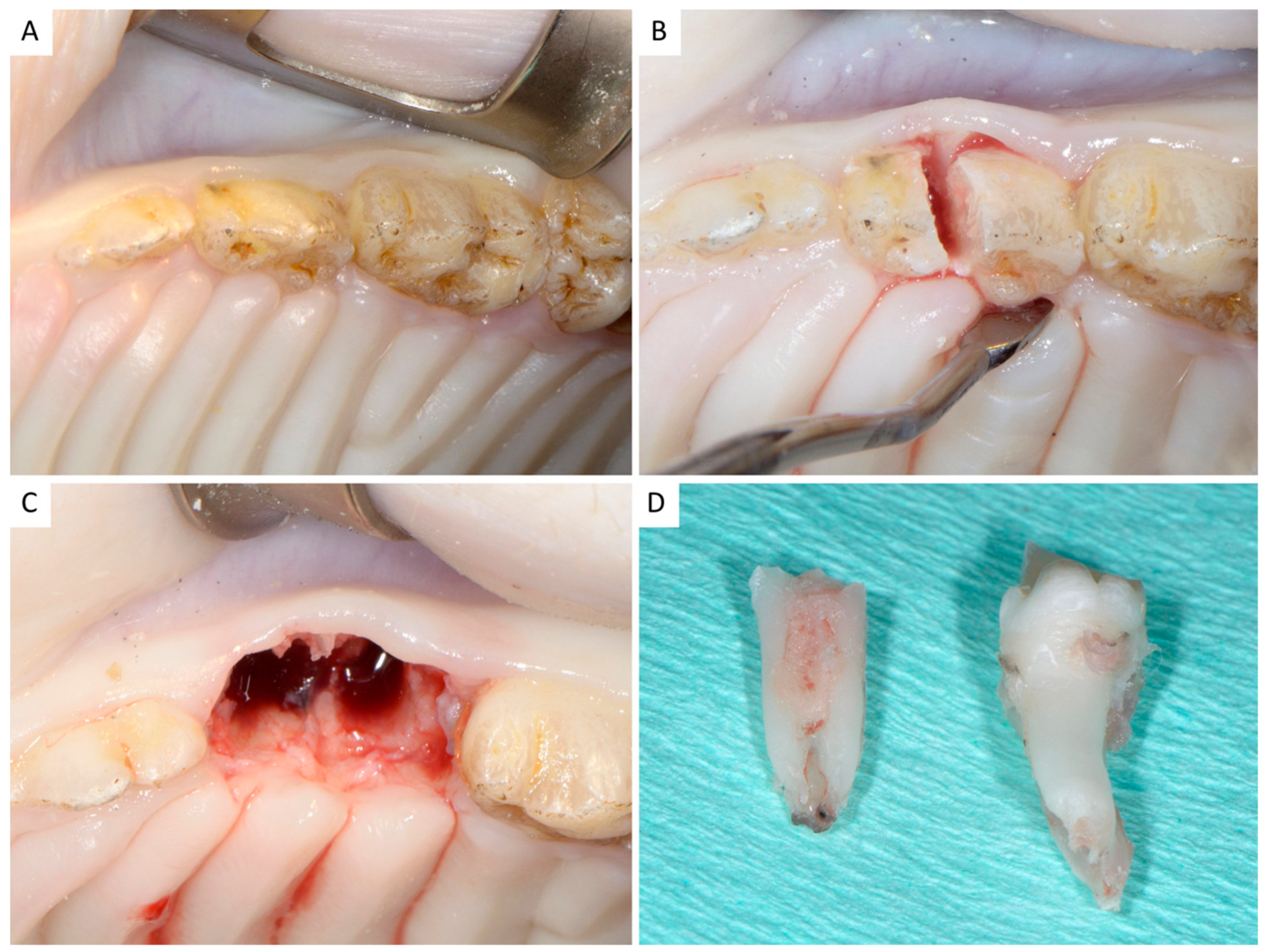 Dentistry 06 00027 g001 Dentistry 06 00027 g001