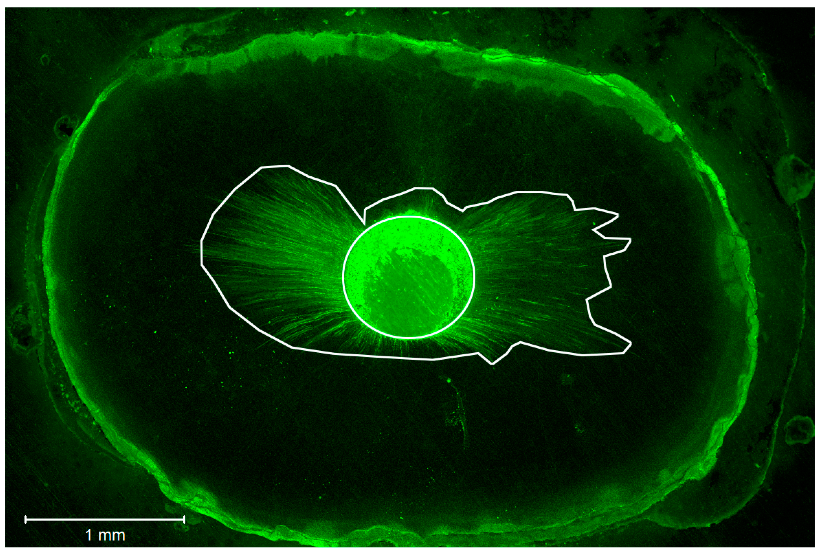 Dentistry 06 00045 g002 Dentistry 06 00045 g002
