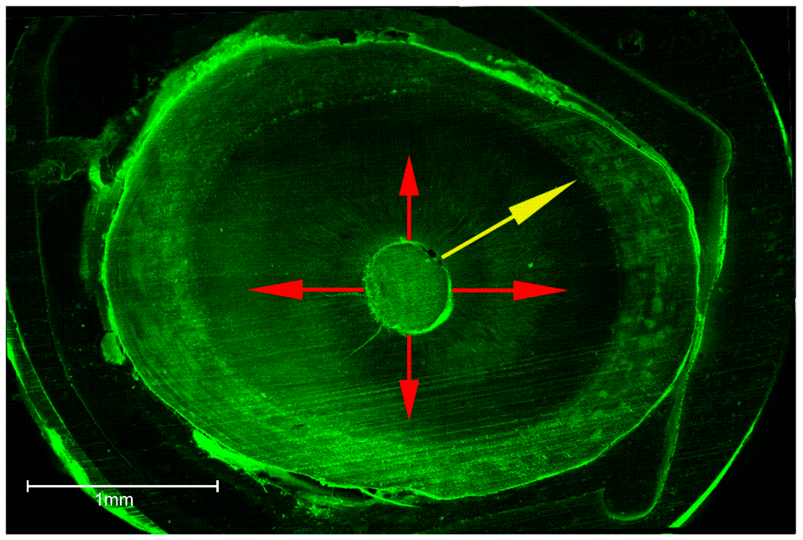 Dentistry 06 00045 g003 Dentistry 06 00045 g003
