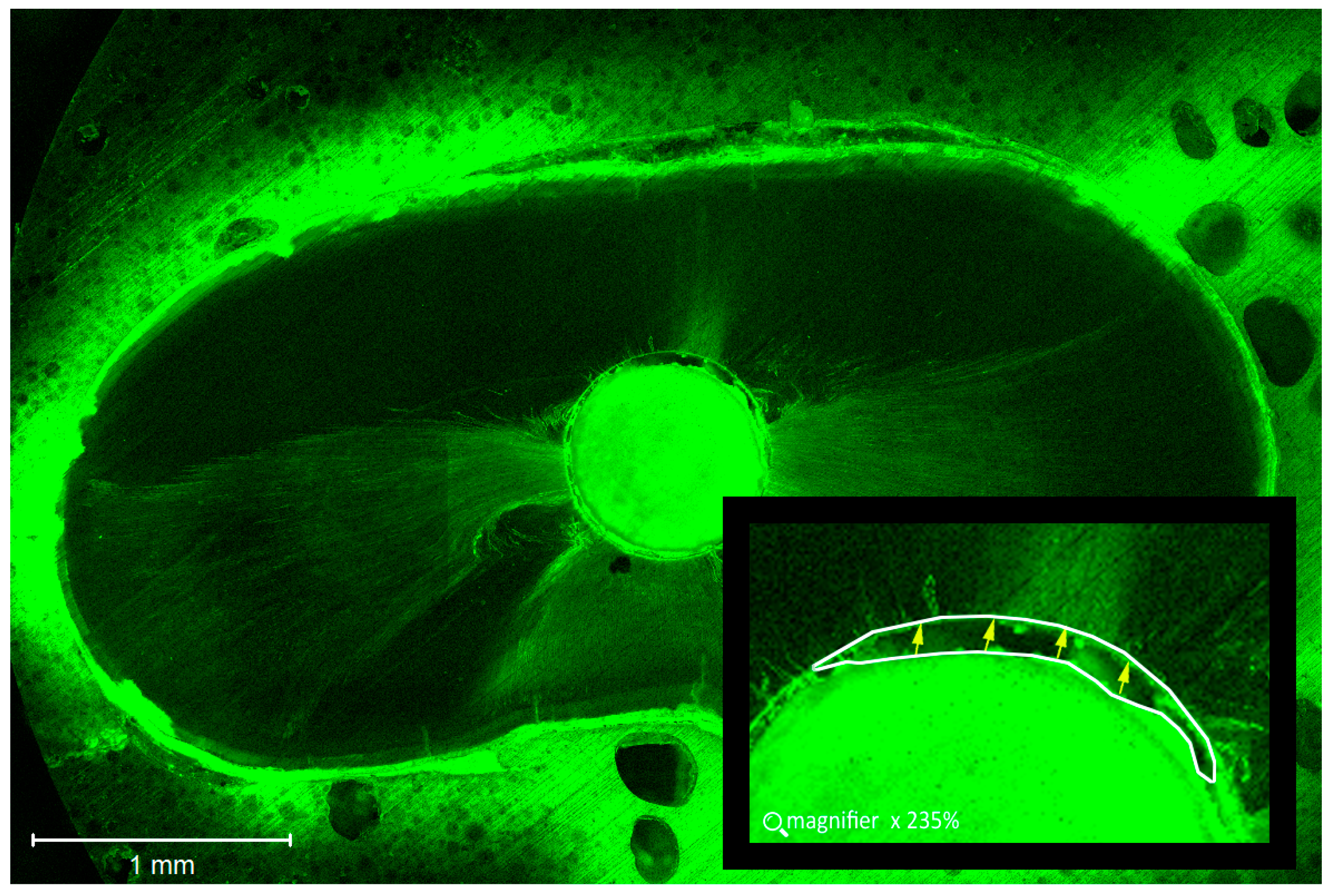 Dentistry 06 00045 g004 Dentistry 06 00045 g004