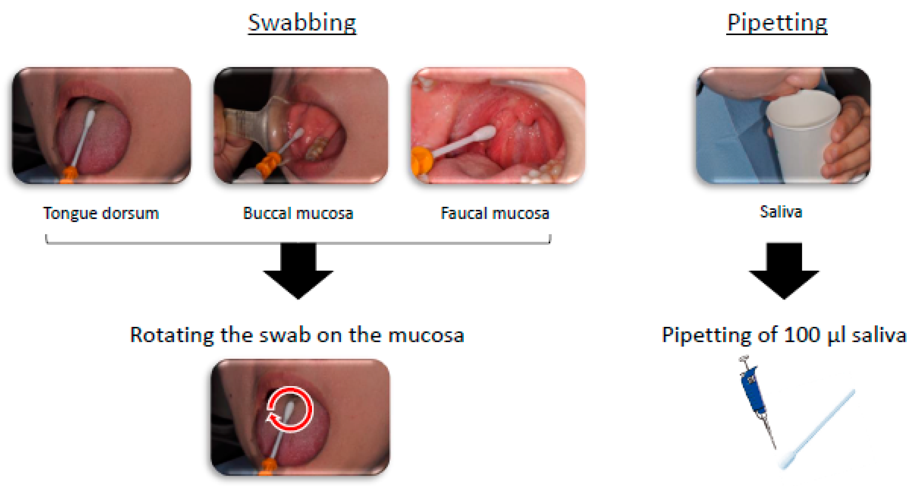 Dentistry 07 00010 g003