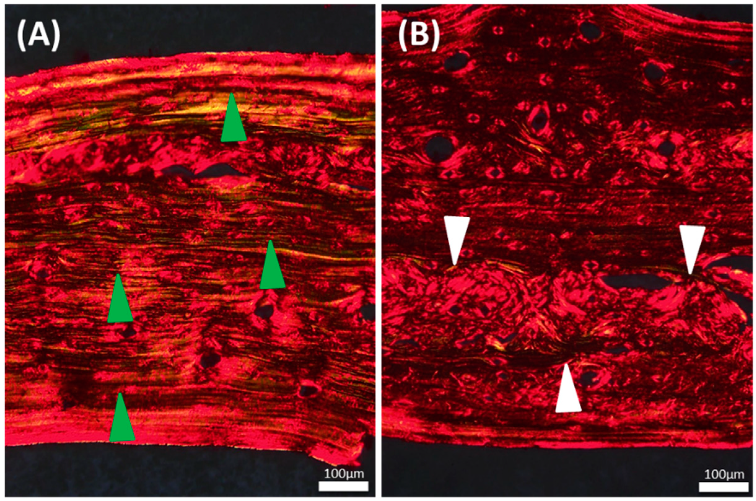 Dentistry 07 00045 g002 550