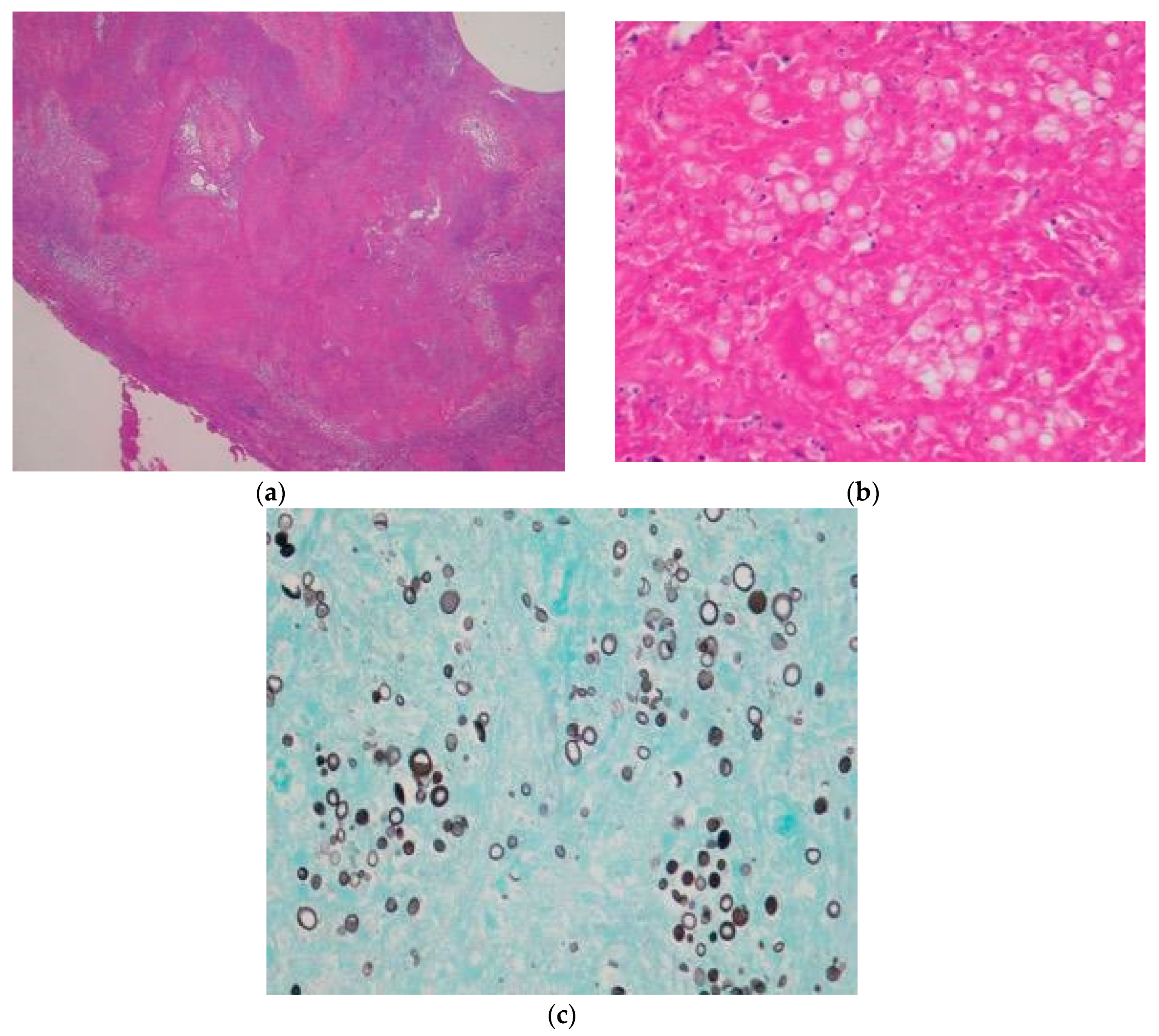 Dentistry 07 00102 g005