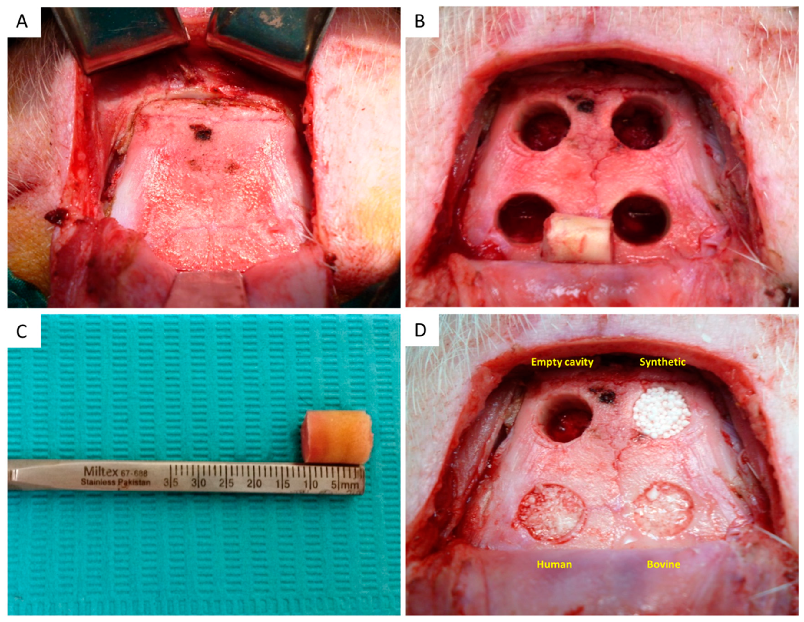 Dentistry 08 00007 g001 Dentistry 08 00007 g001