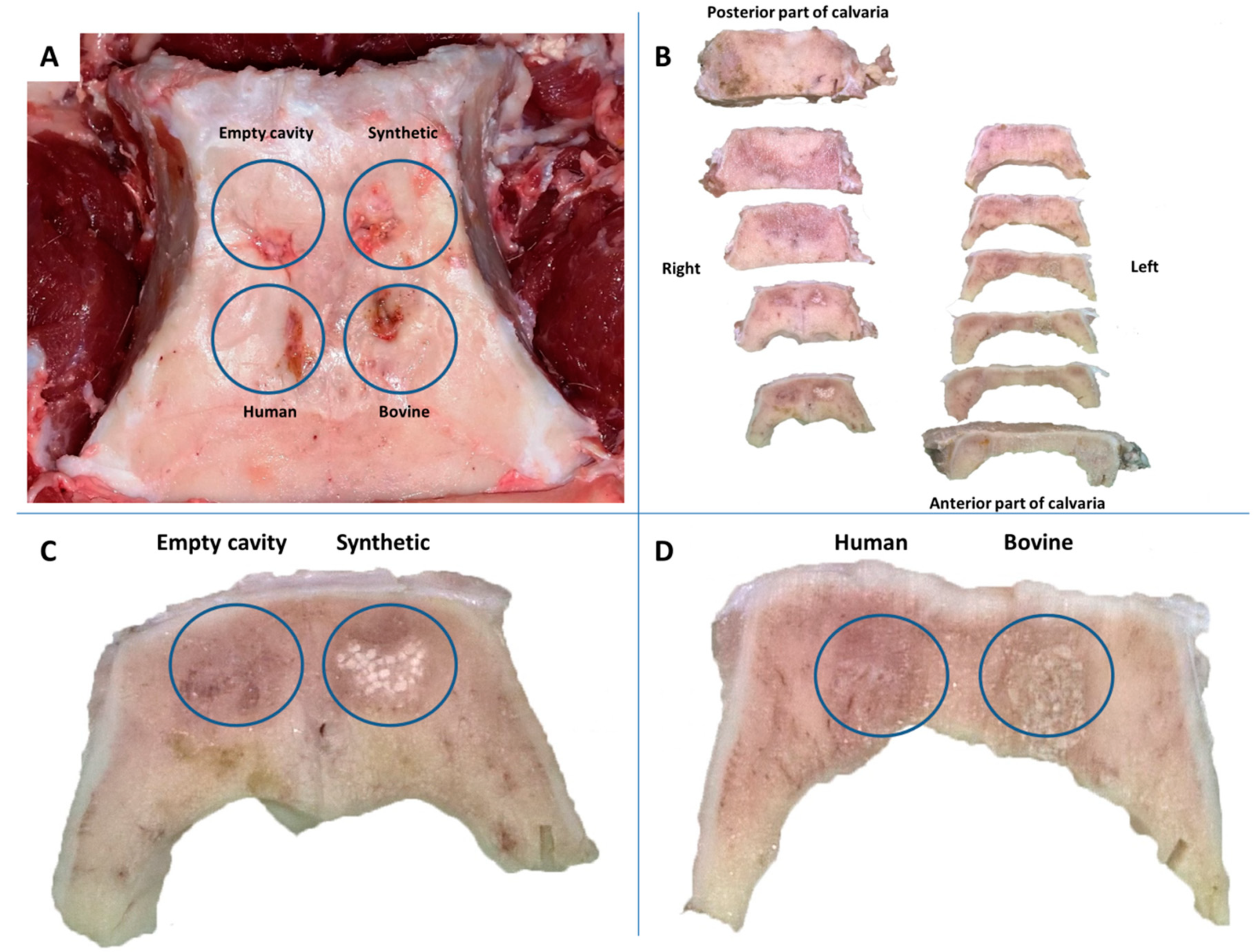 Dentistry 08 00007 g002 Dentistry 08 00007 g002
