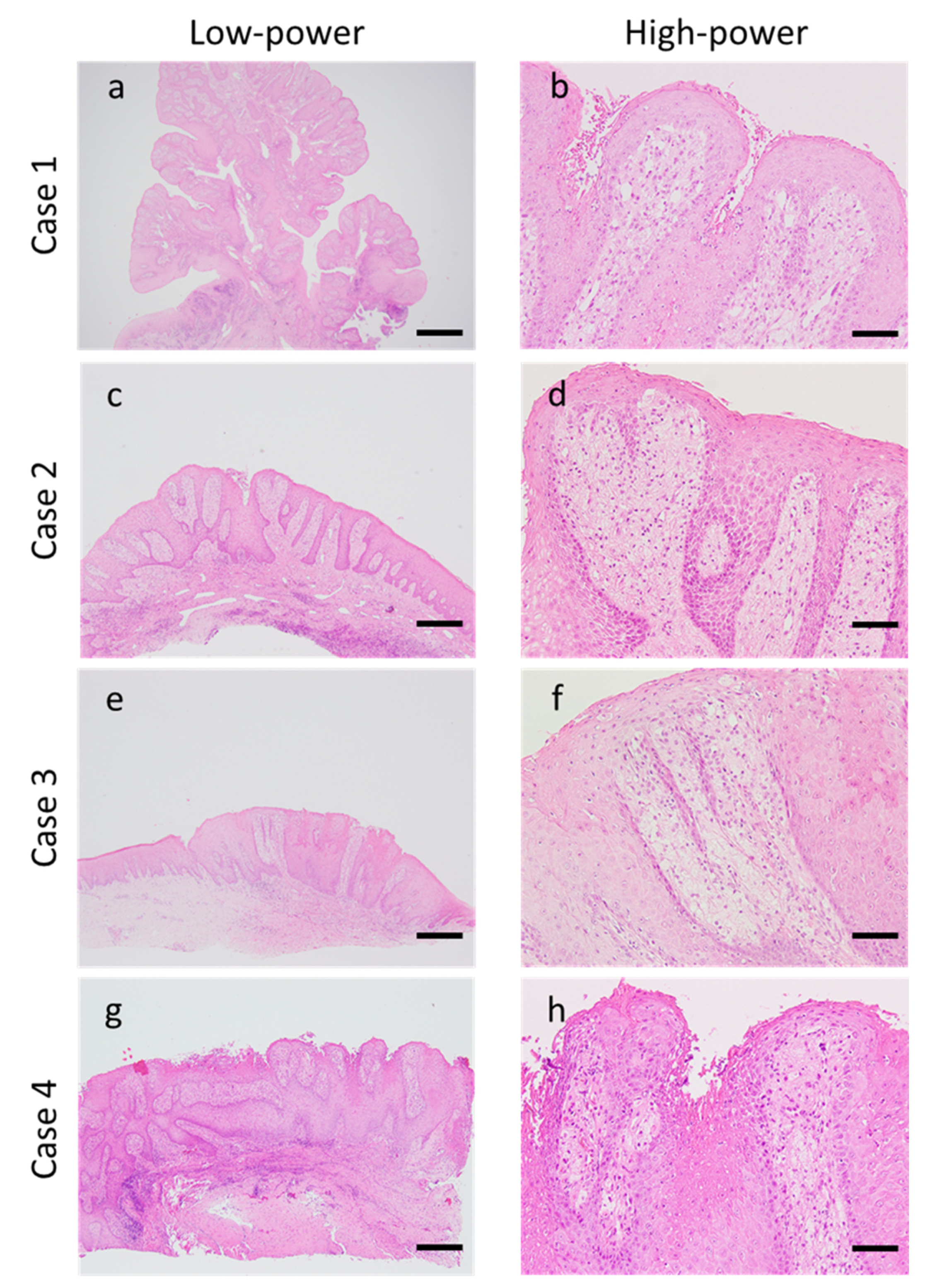 Dentistry 08 00018 g001 Dentistry 08 00018 g001