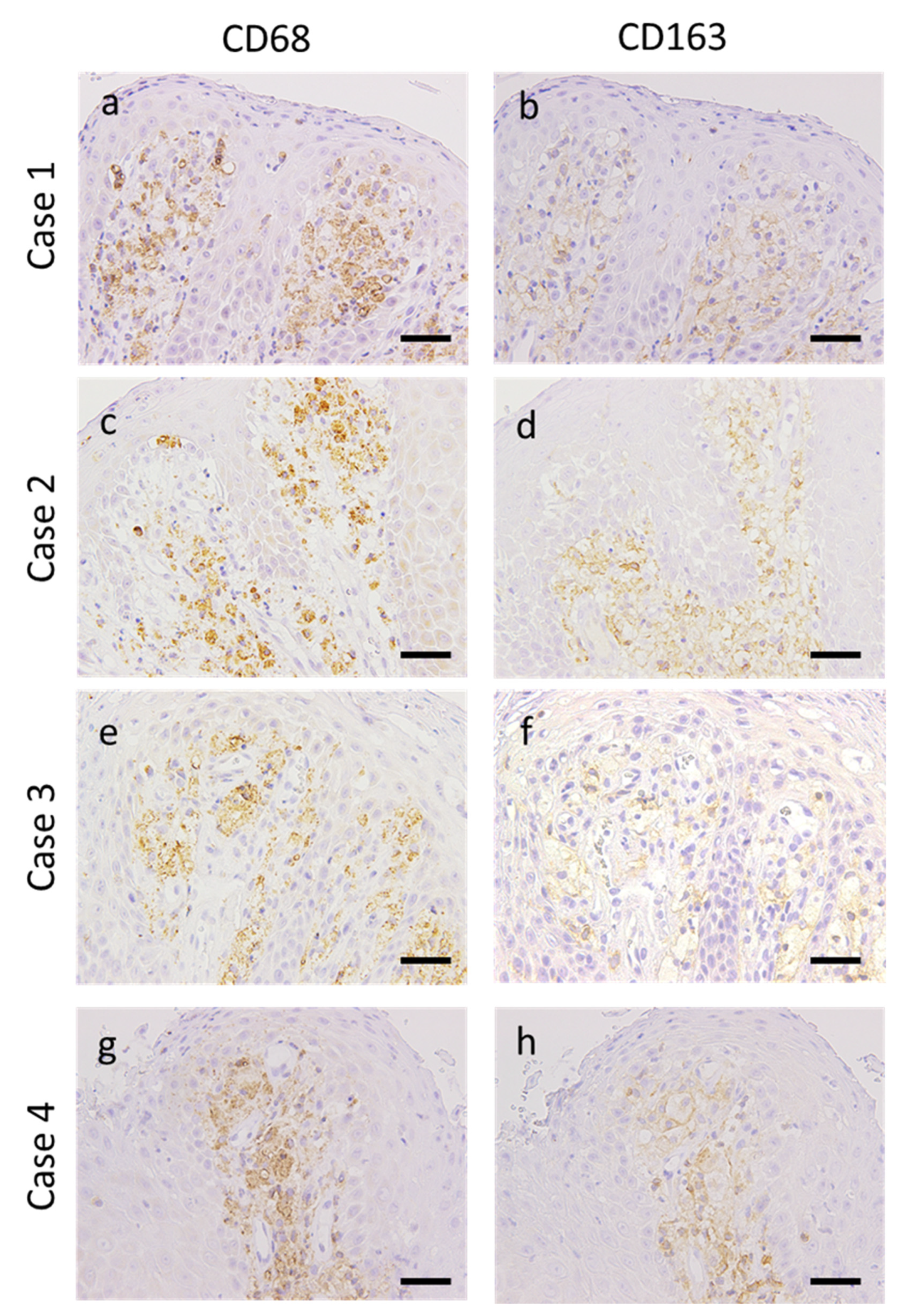 Dentistry 08 00018 g002 Dentistry 08 00018 g002
