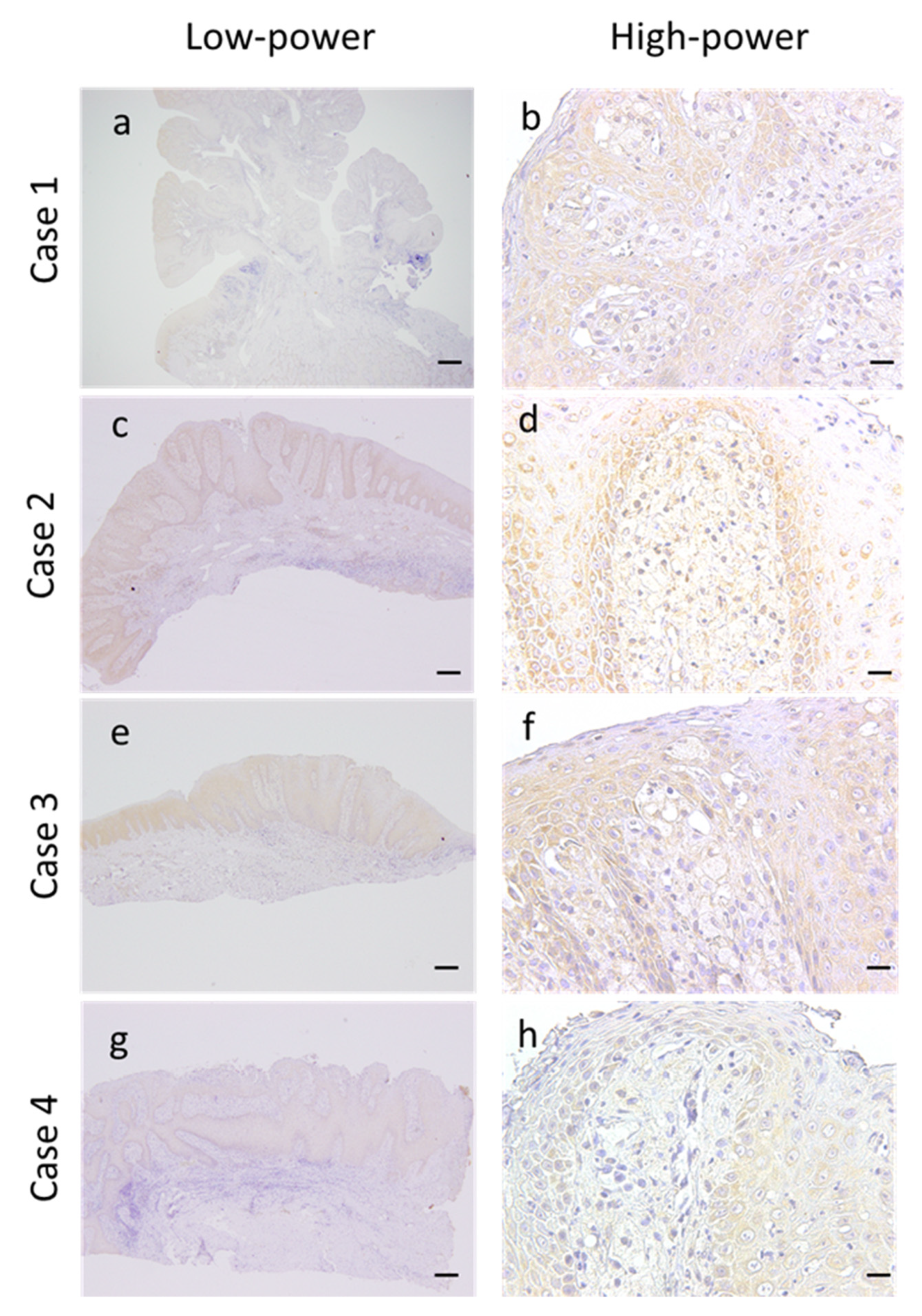 Dentistry 08 00018 g004 Dentistry 08 00018 g004