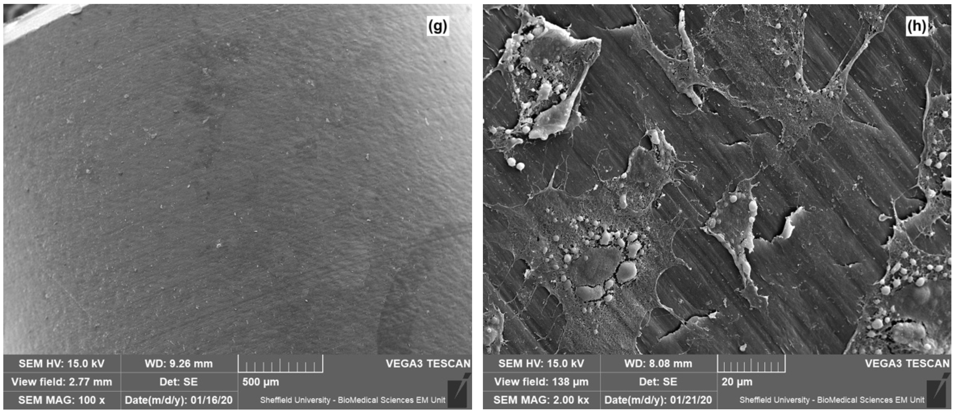 Dentistry 08 00072 g005b