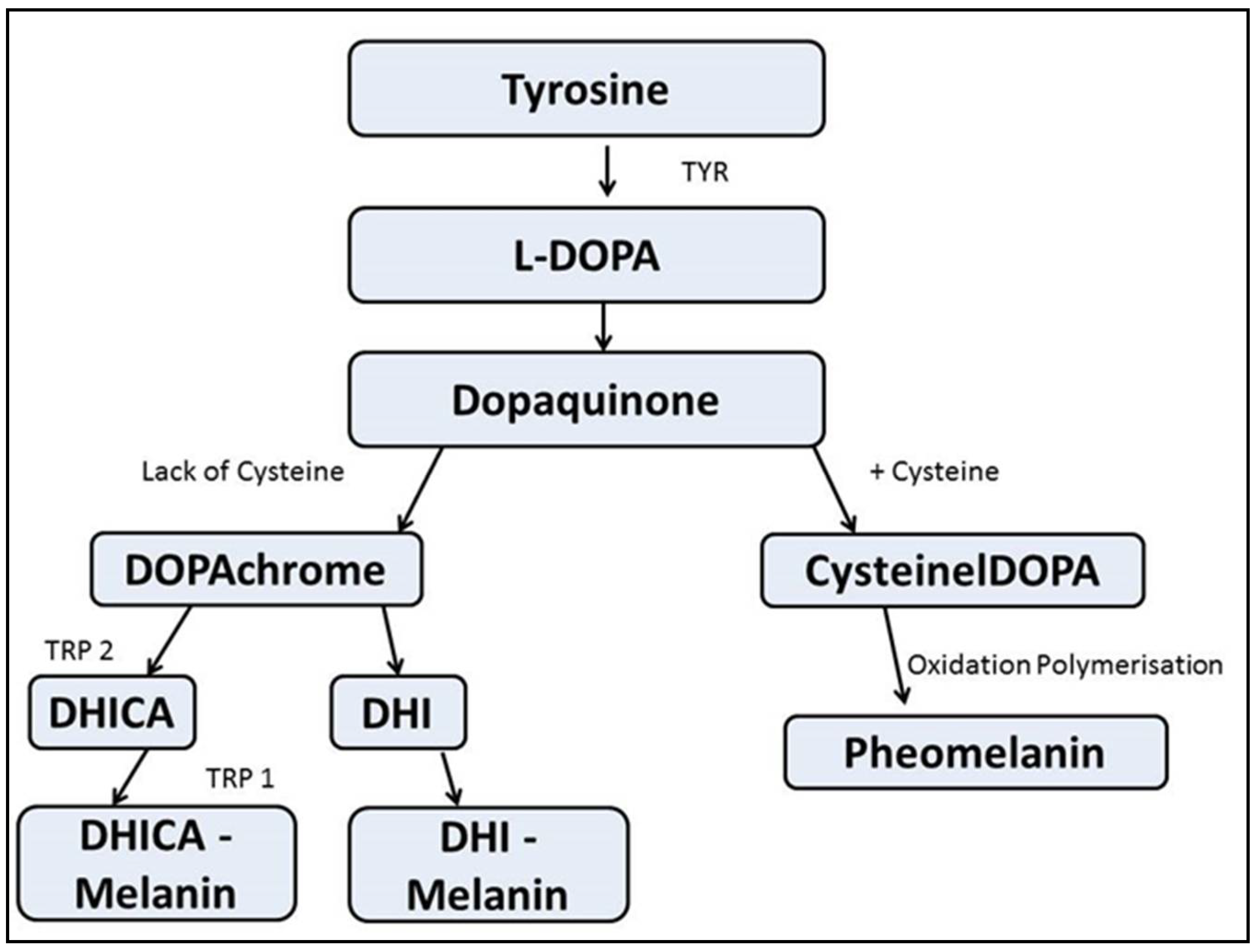 Dentistry 08 00088 g006