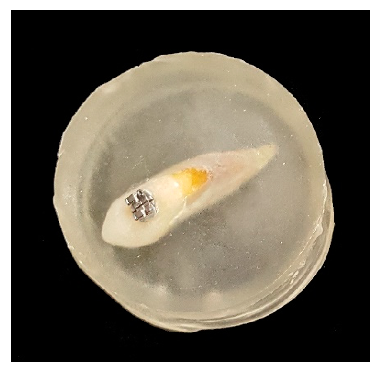 Dentistry 08 00108 g001