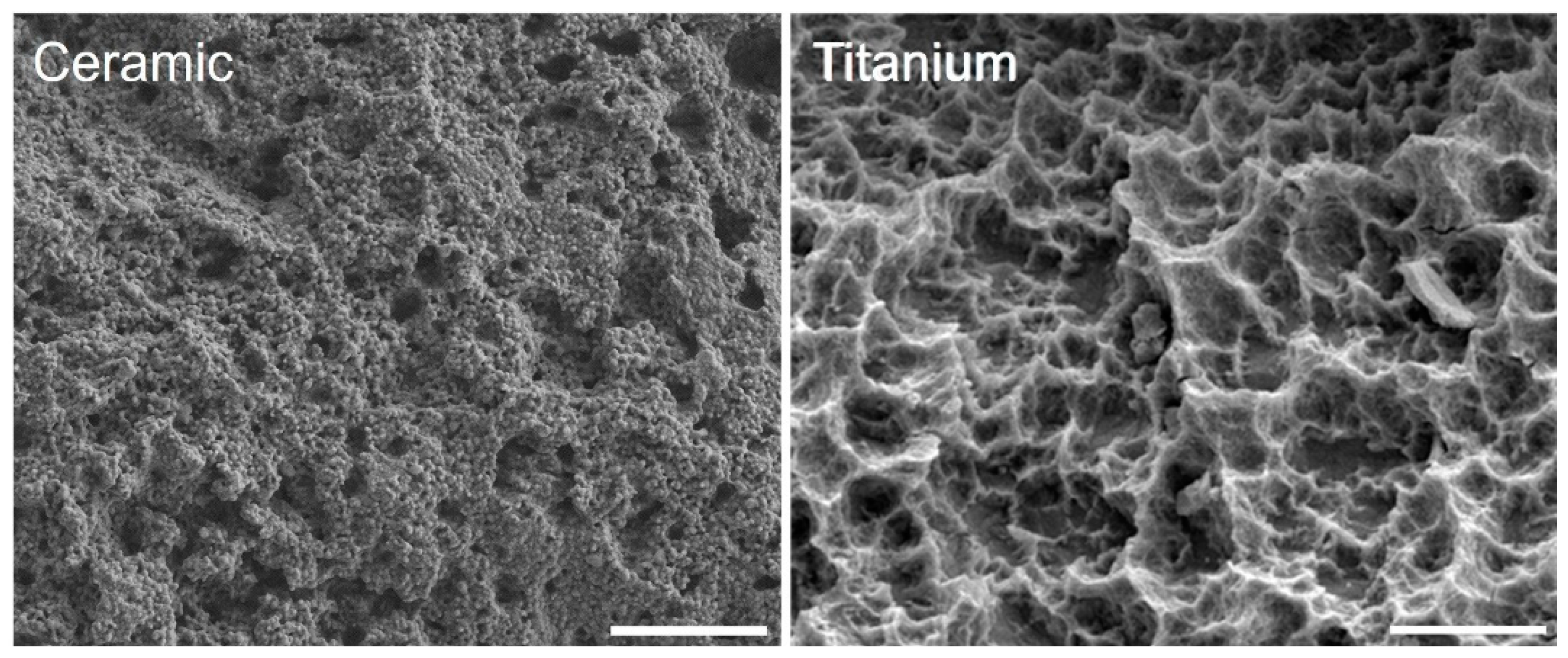 Dentistry 08 00127 g003