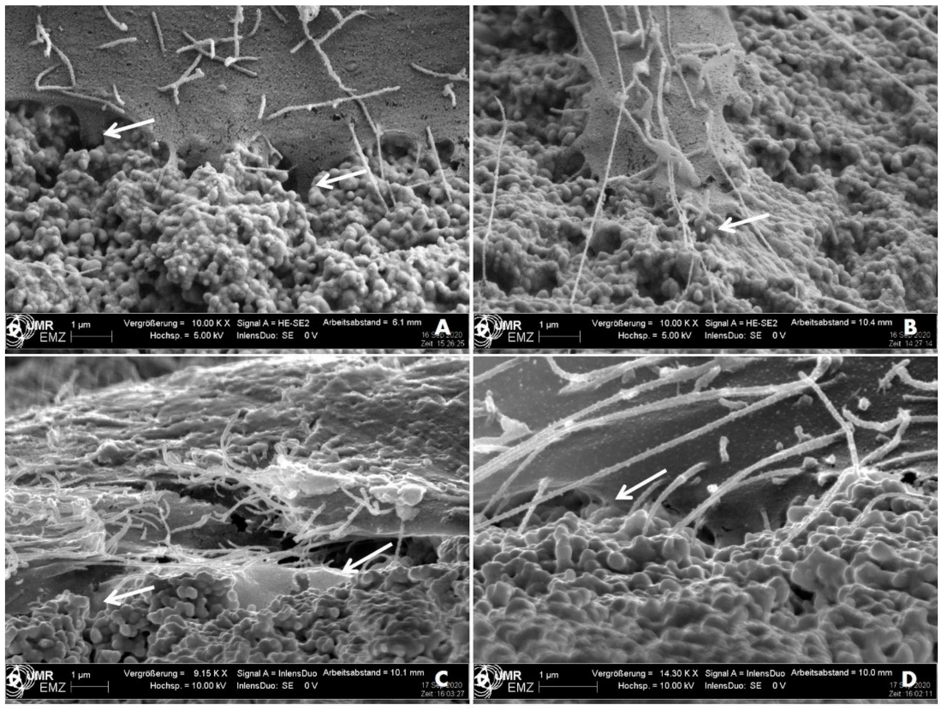 Dentistry 08 00127 g004