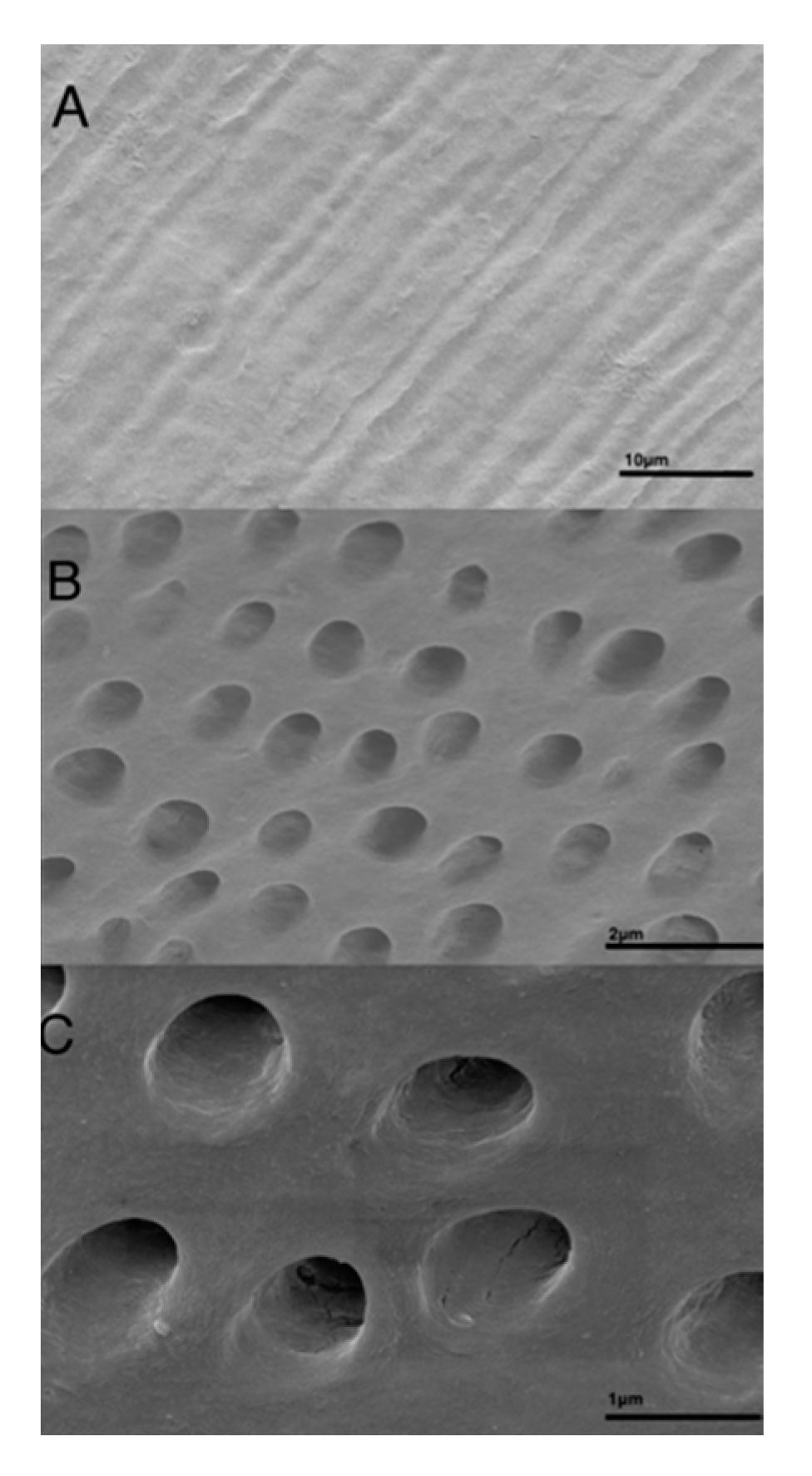 Dentistry 09 00063 g004