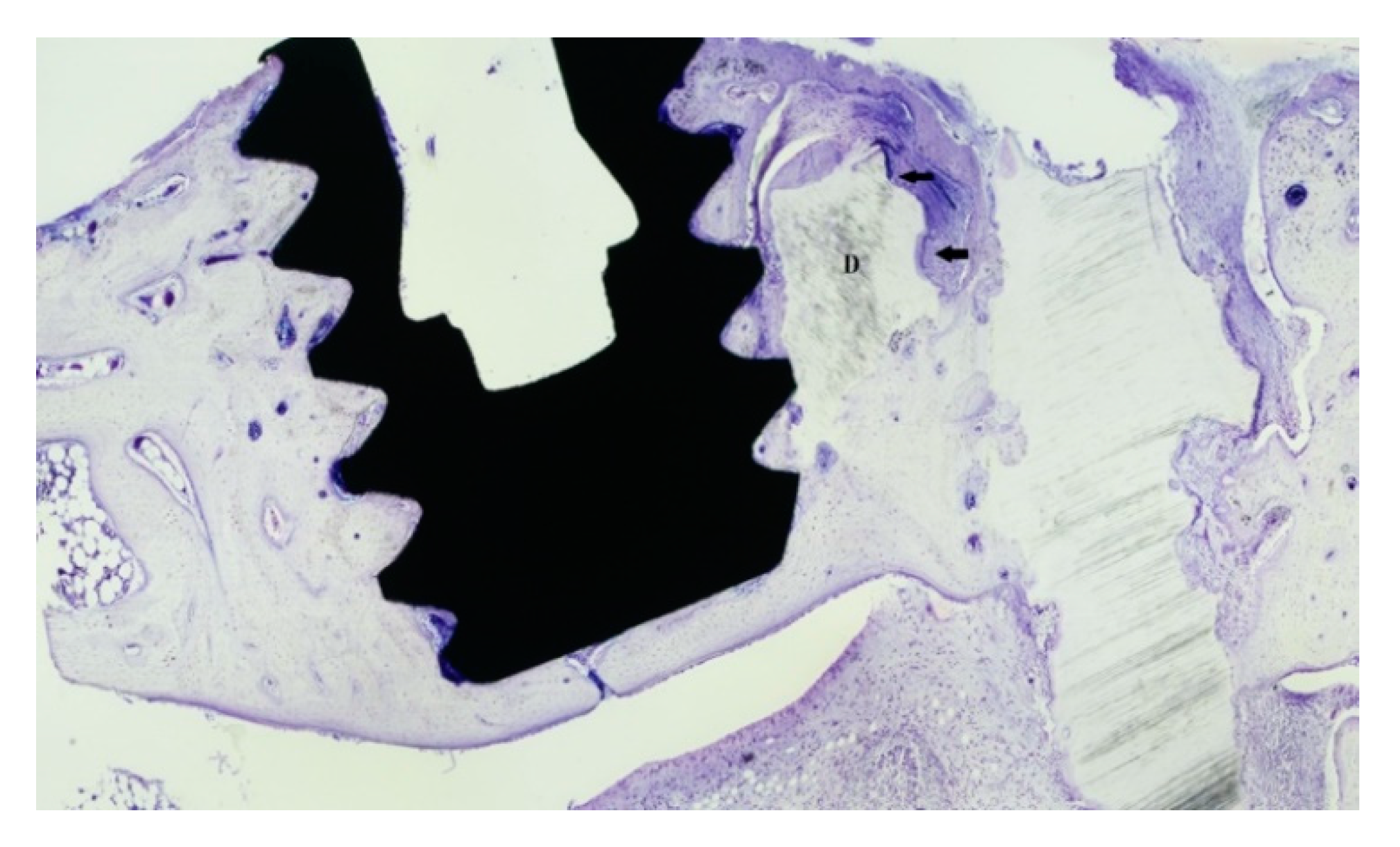 Dentistry 09 00063 g005