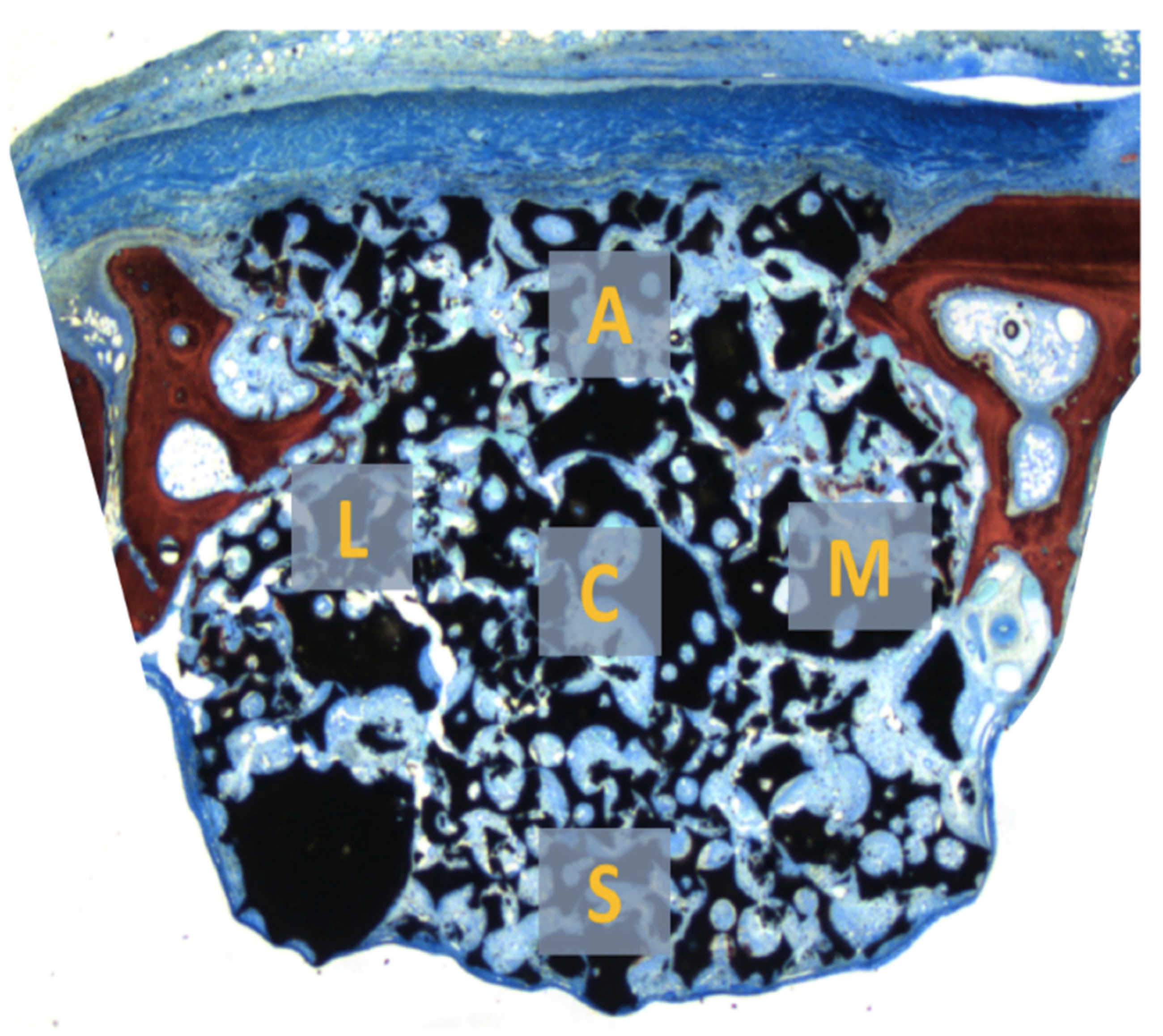 Dentistry 09 00065 g004