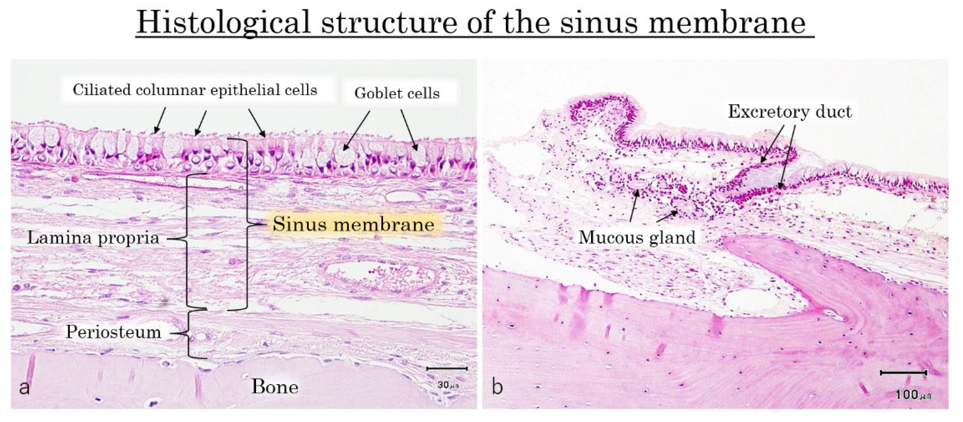 Dentistry 09 00122 g006 550