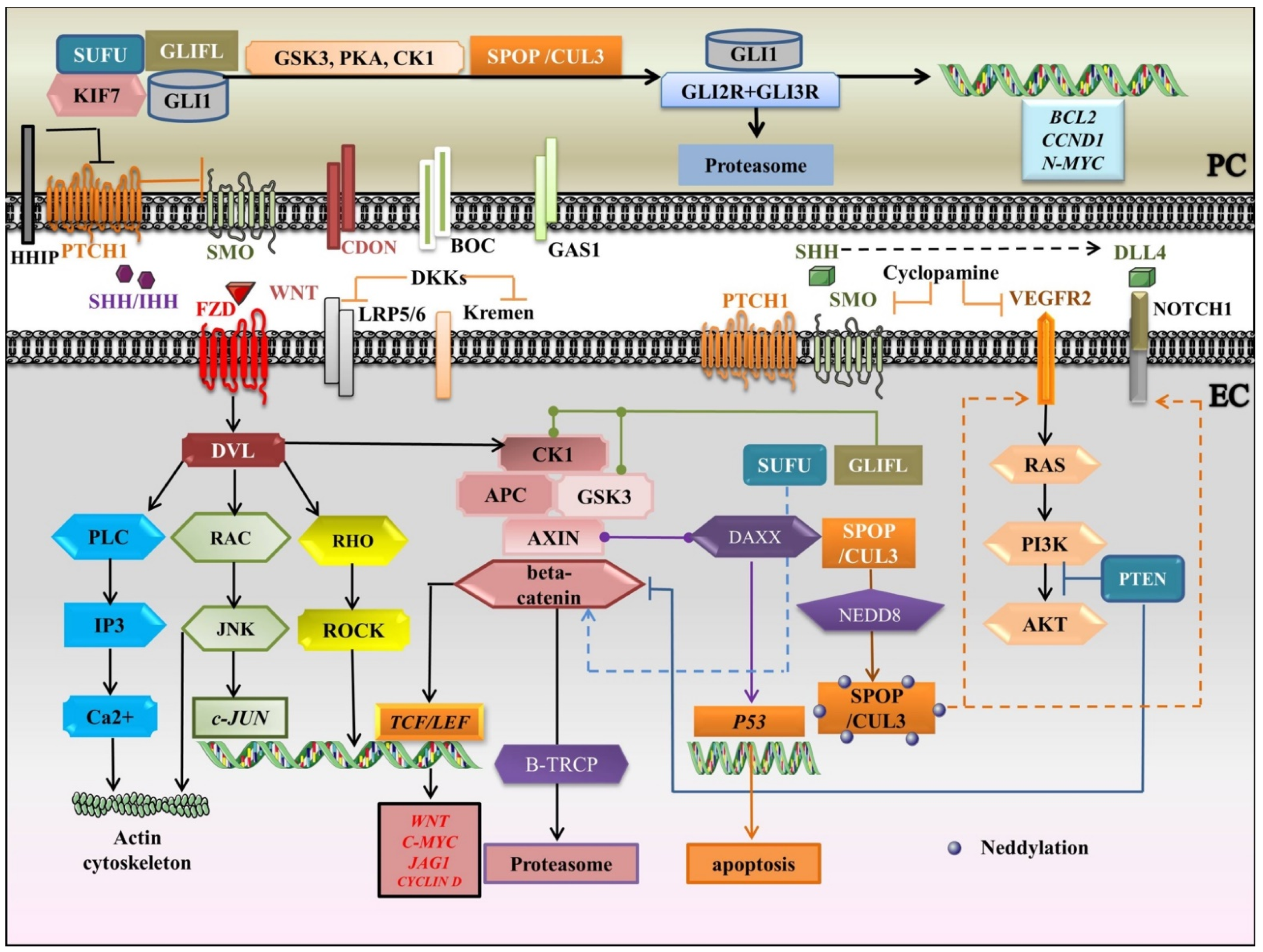 Dentistry 09 00144 g003