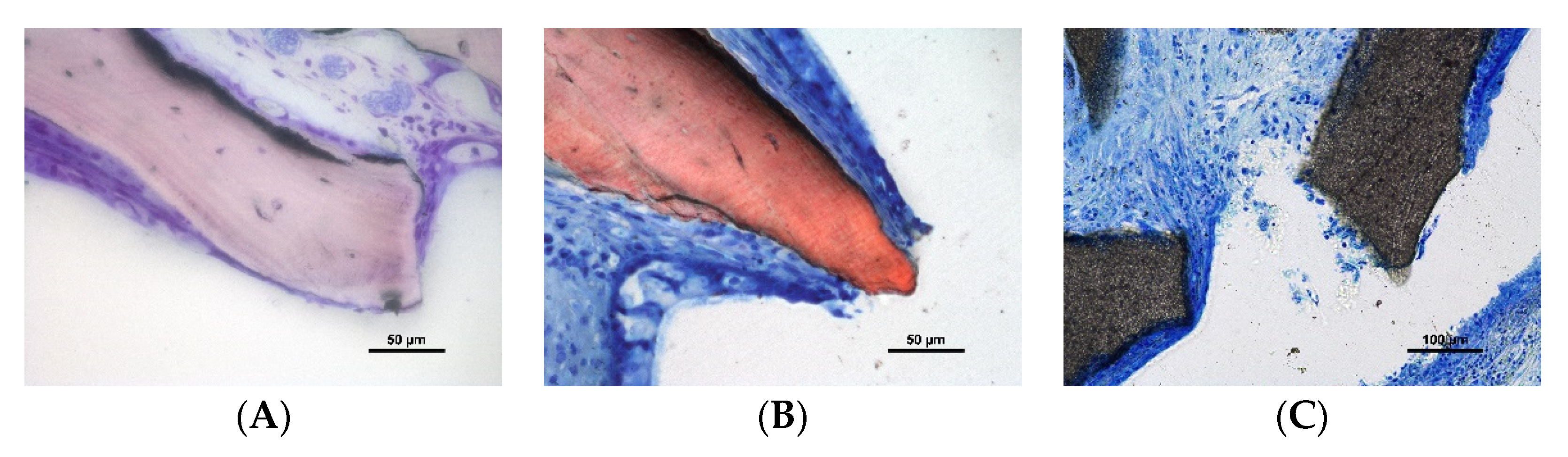 Dentistry 10 00002 g004 550