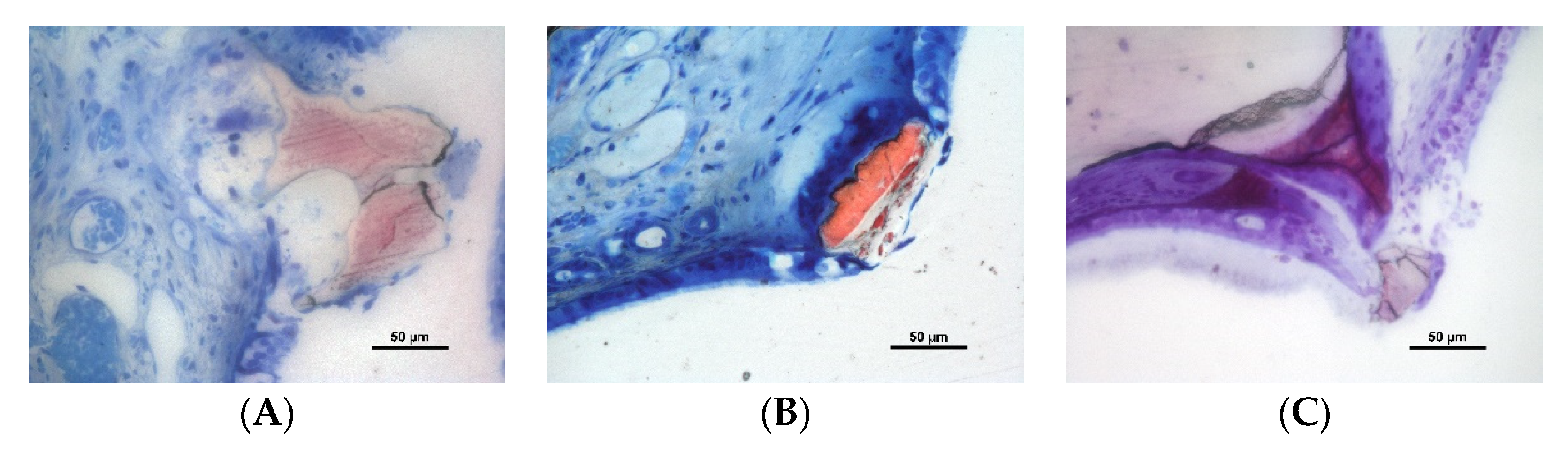 Dentistry 10 00002 g005 550