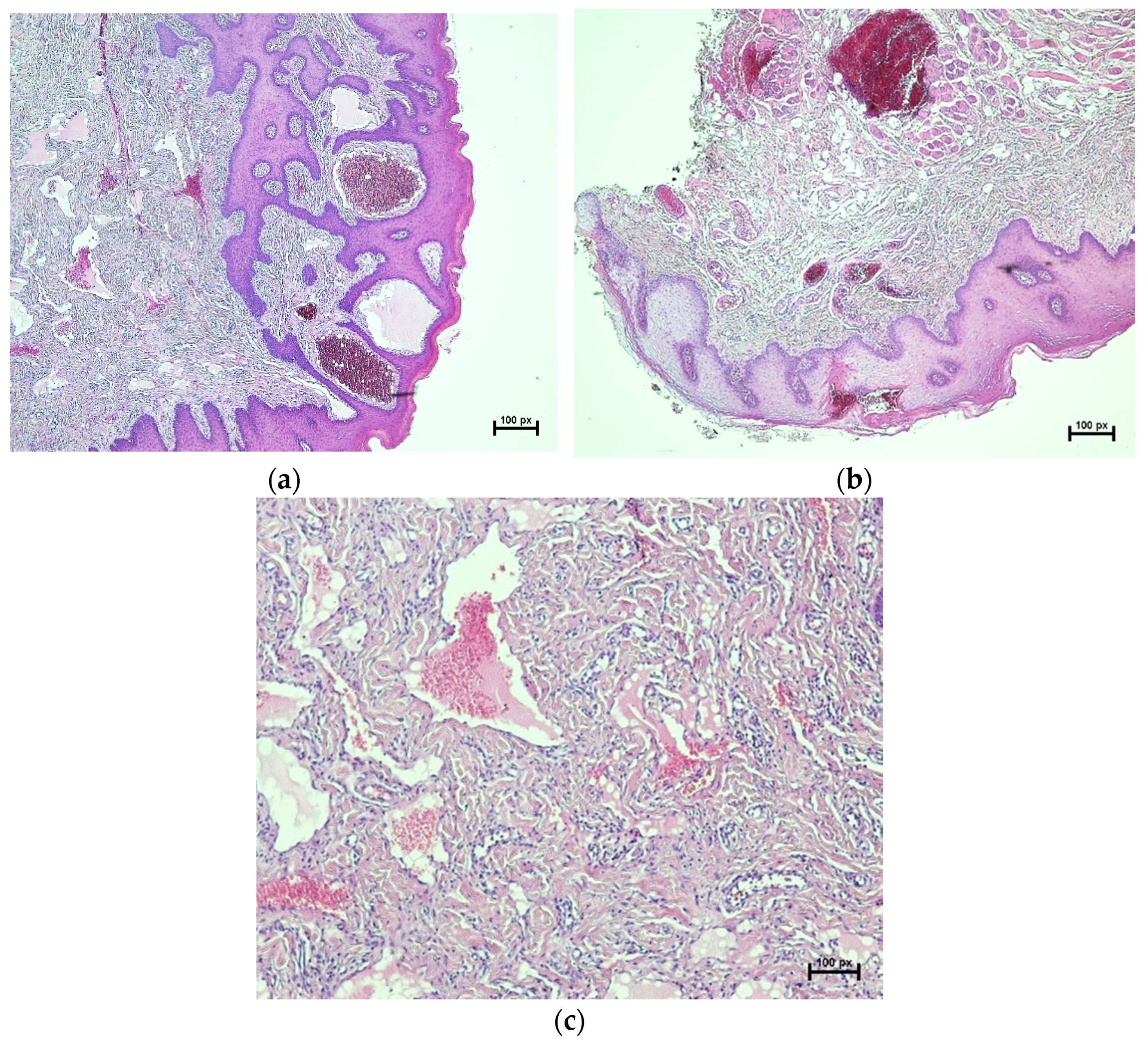 Dentistry 10 00017 g003