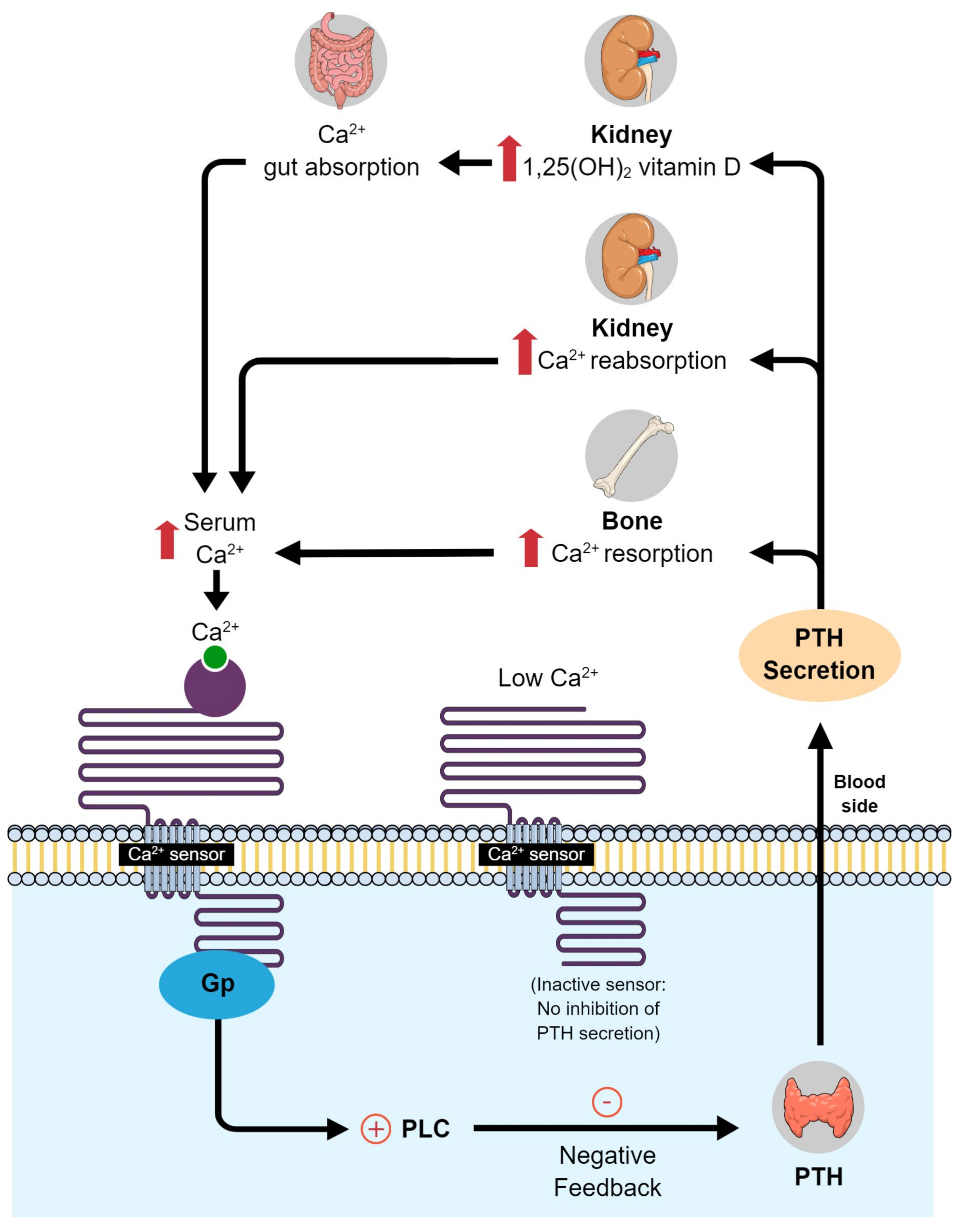 Dentistry 10 00120 g001 550