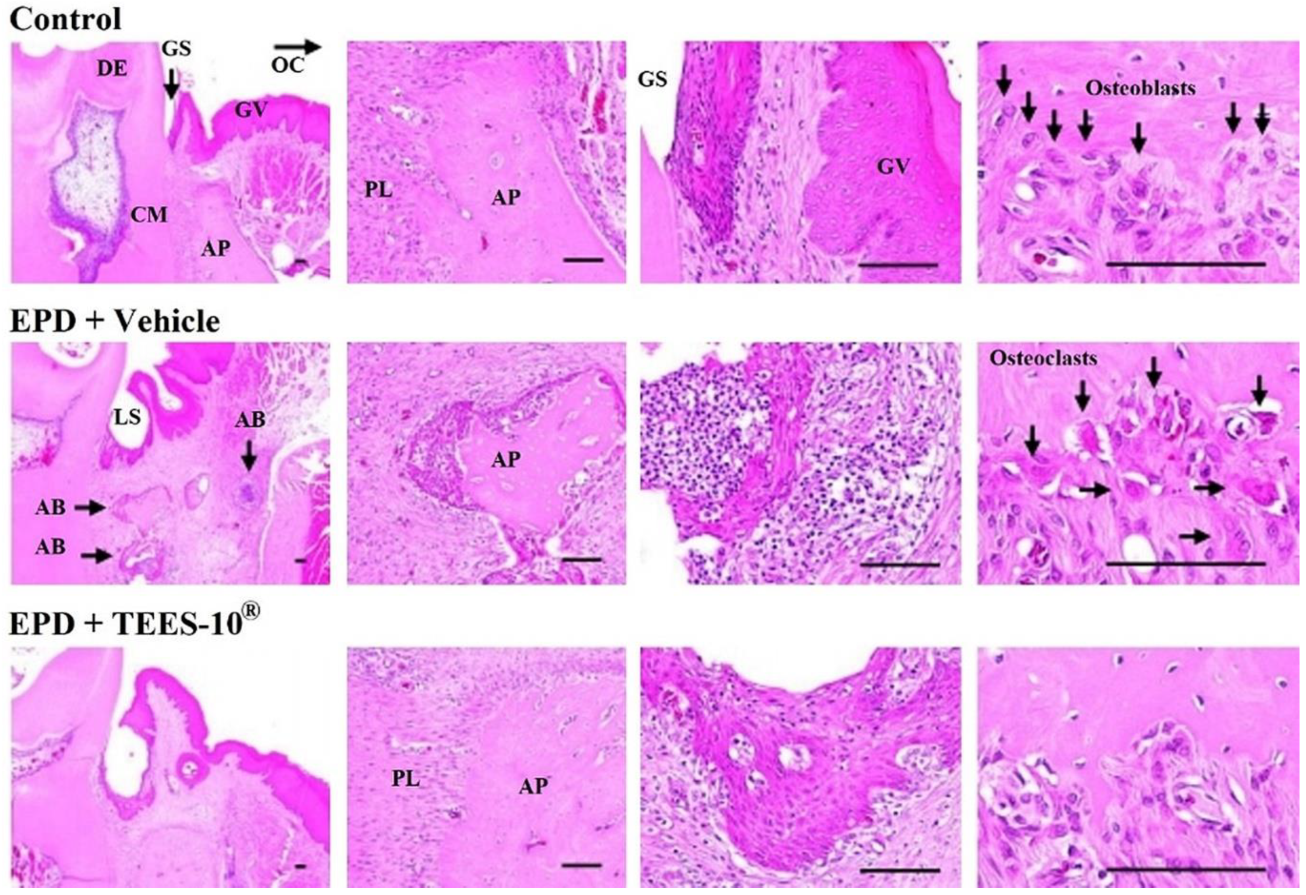 Dentistry 10 00143 g006 Dentistry 10 00143 g006