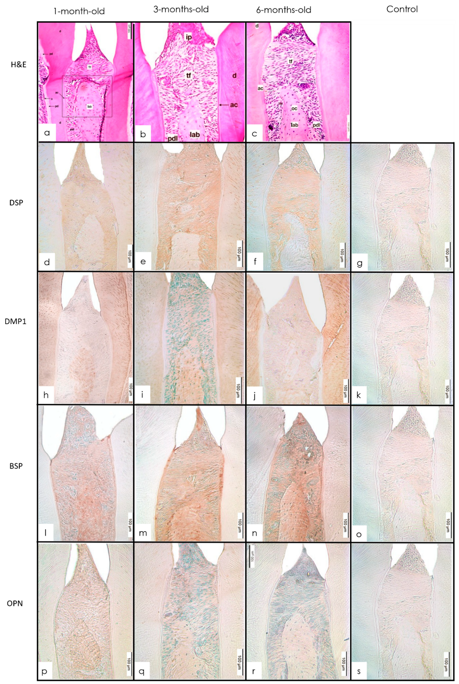 Dentistry 10 00144 g003