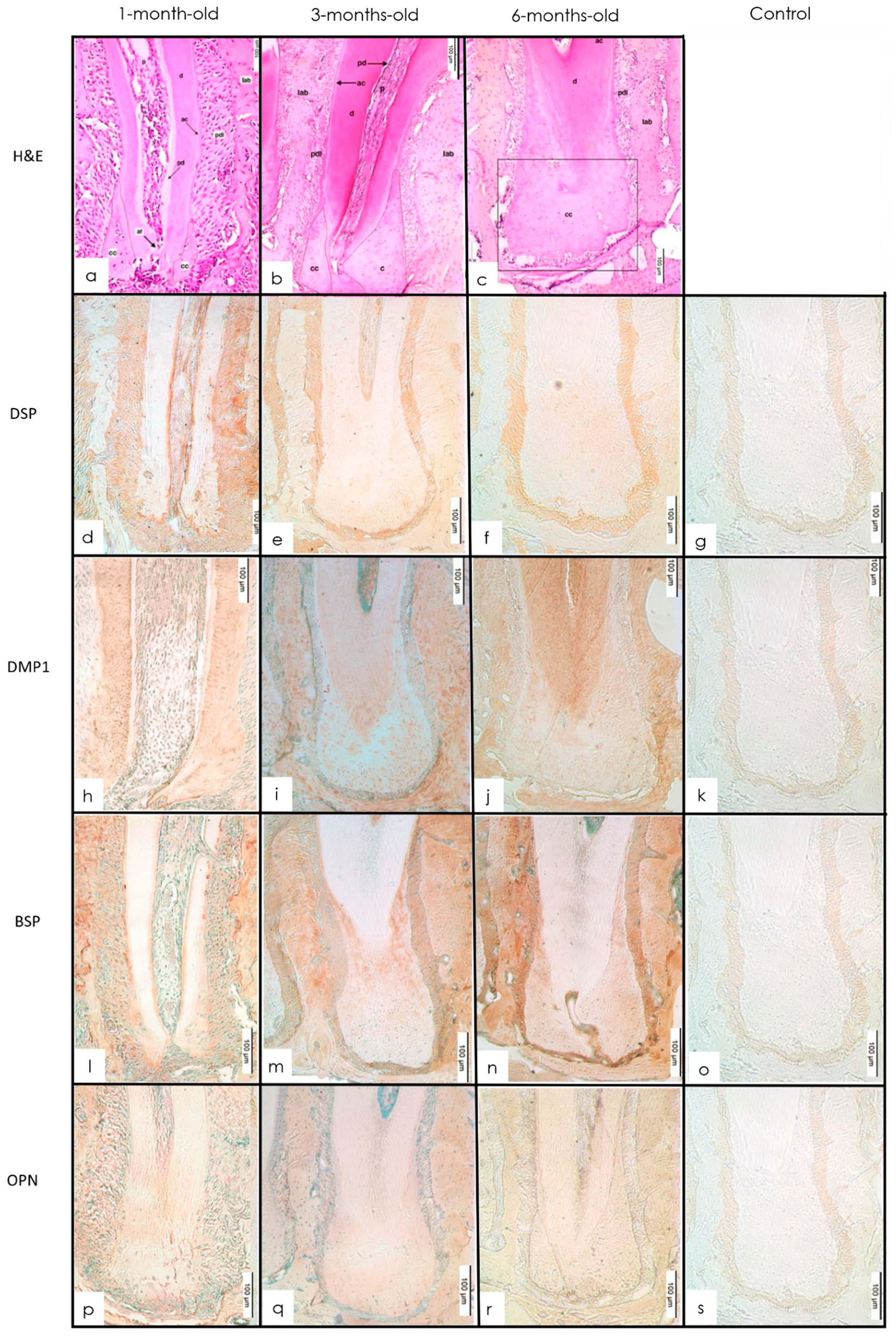 Dentistry 10 00144 g005