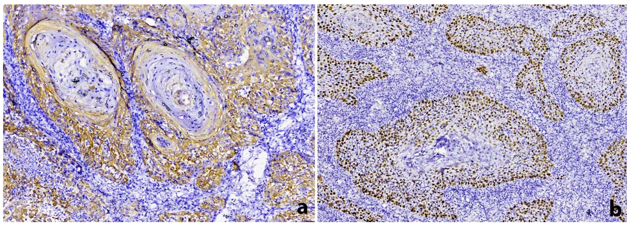 Dentistry 10 00165 g004