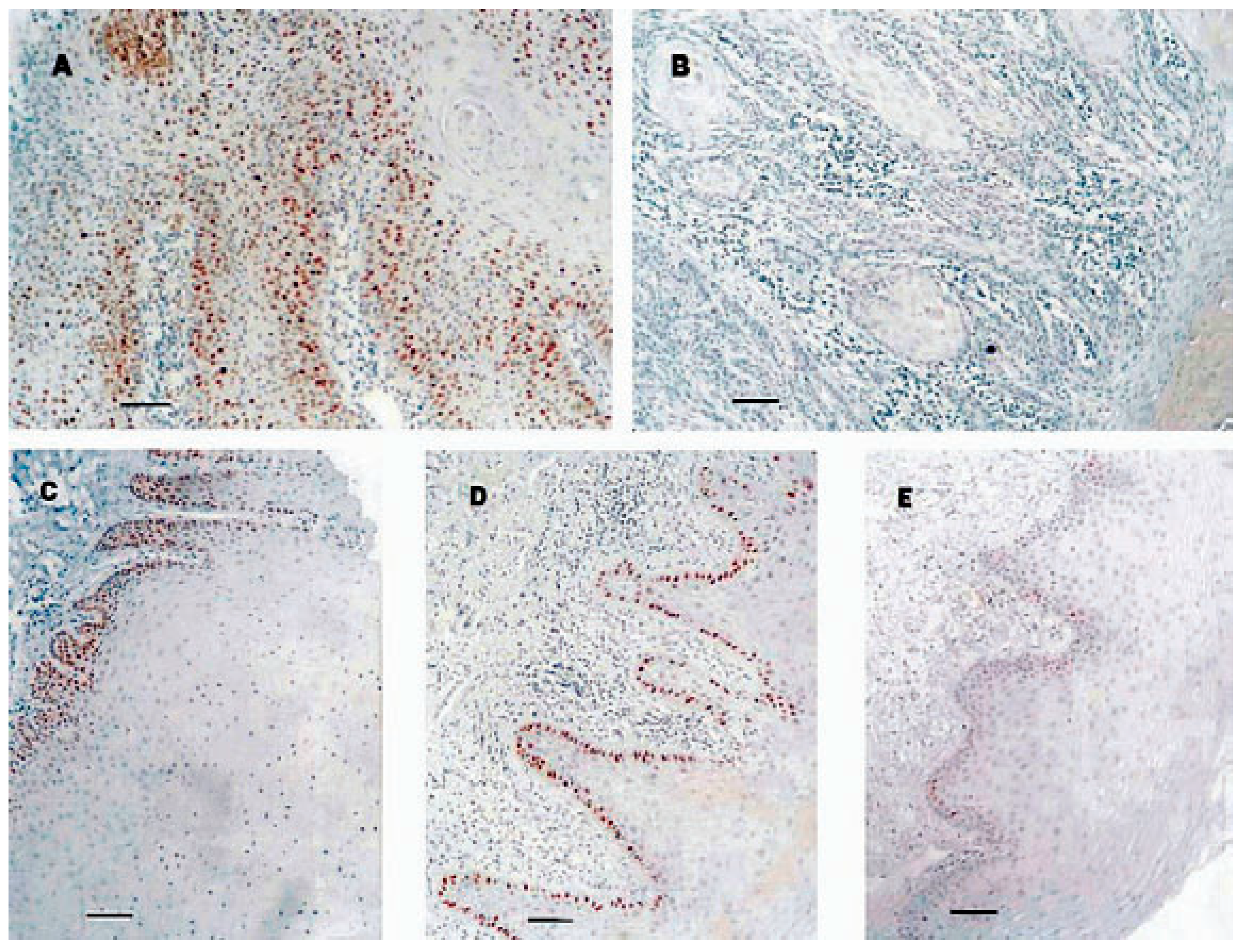 Dentistry 10 00176 g001 Dentistry 10 00176 g001
