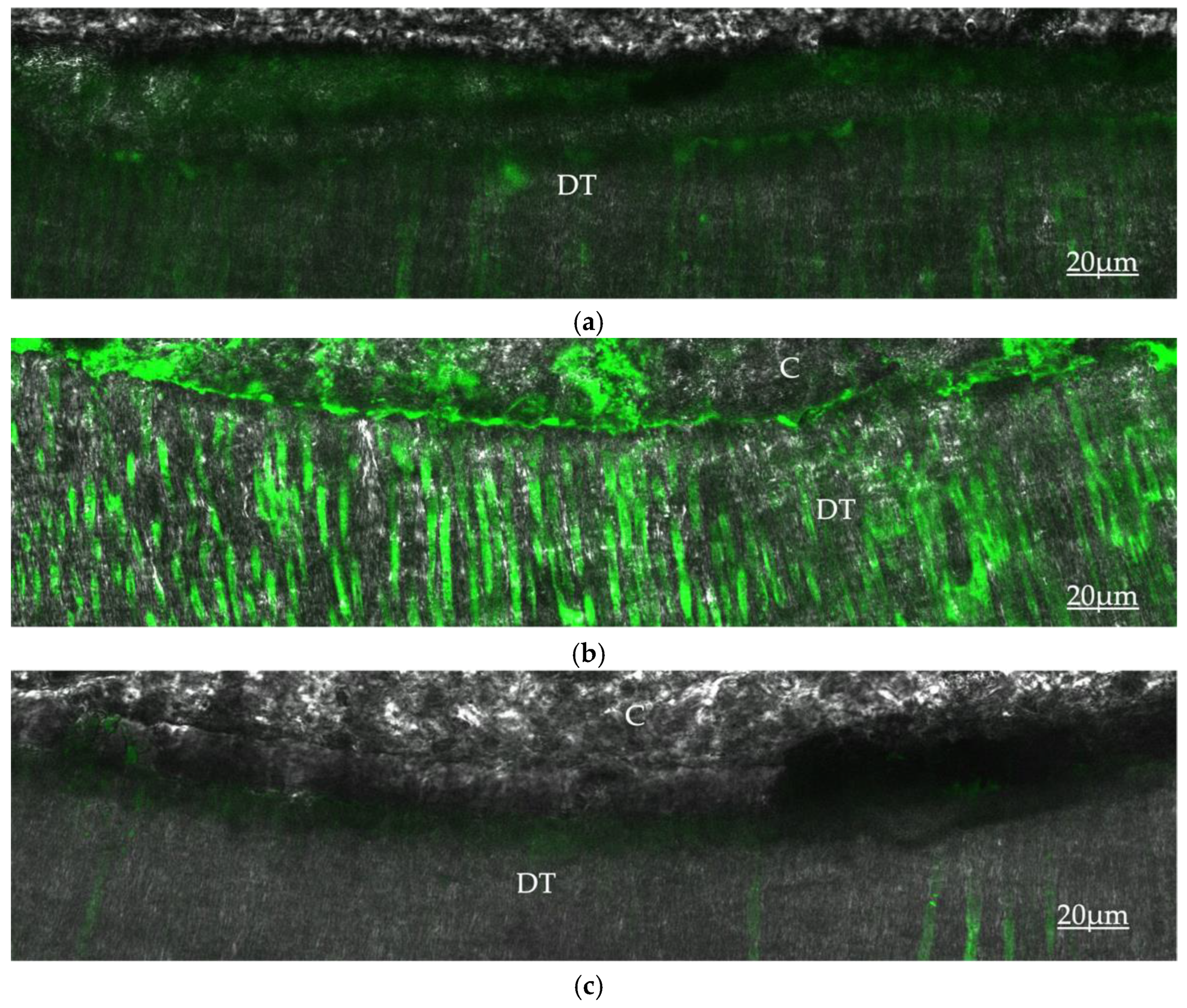 Dentistry 10 00219 g001 Dentistry 10 00219 g001
