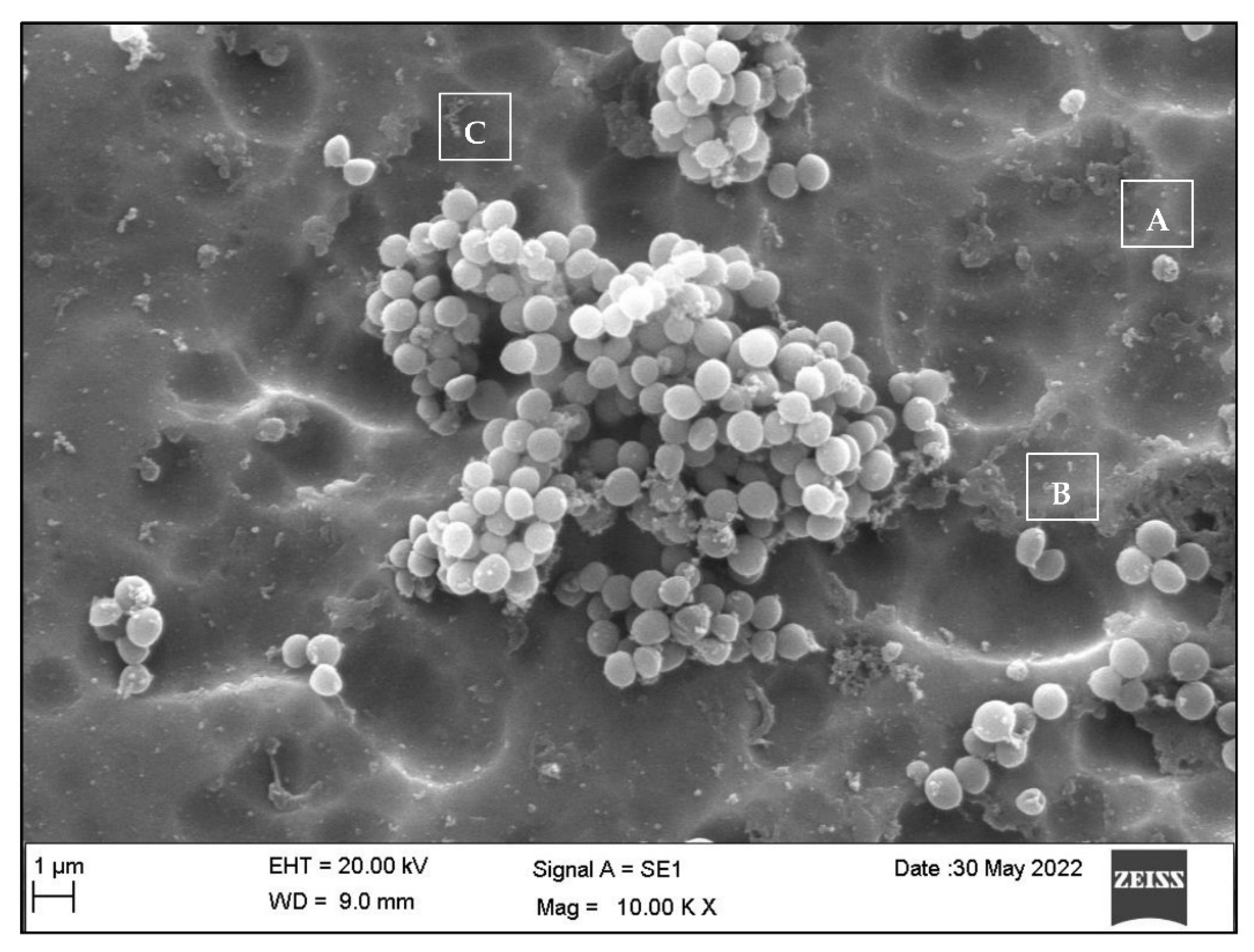 Dentistry 10 00220 g004 Dentistry 10 00220 g004