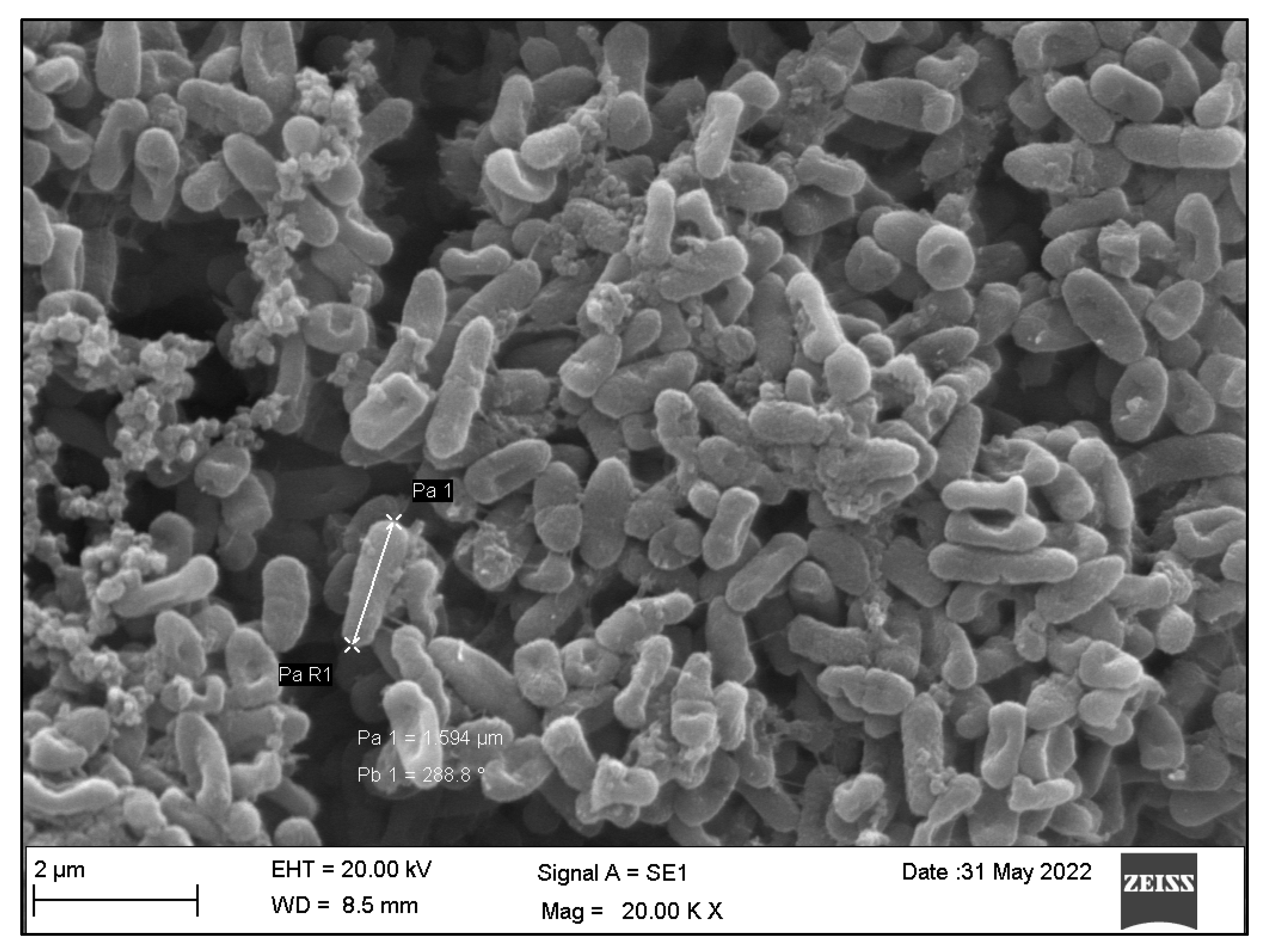 Dentistry 10 00220 g005 Dentistry 10 00220 g005
